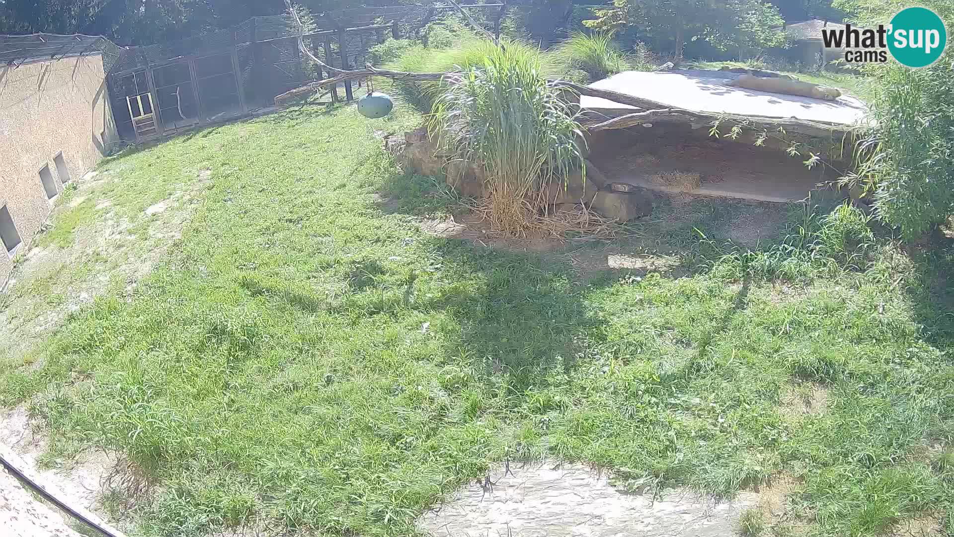 LEONE live Webcam nello zoo di Lubiana – Slovenia