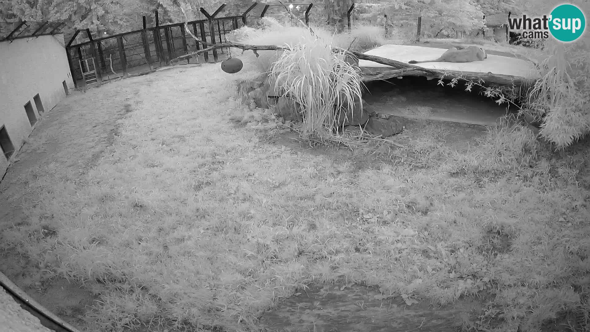 LION live Webcam in Ljubljana Zoo – Slovenia