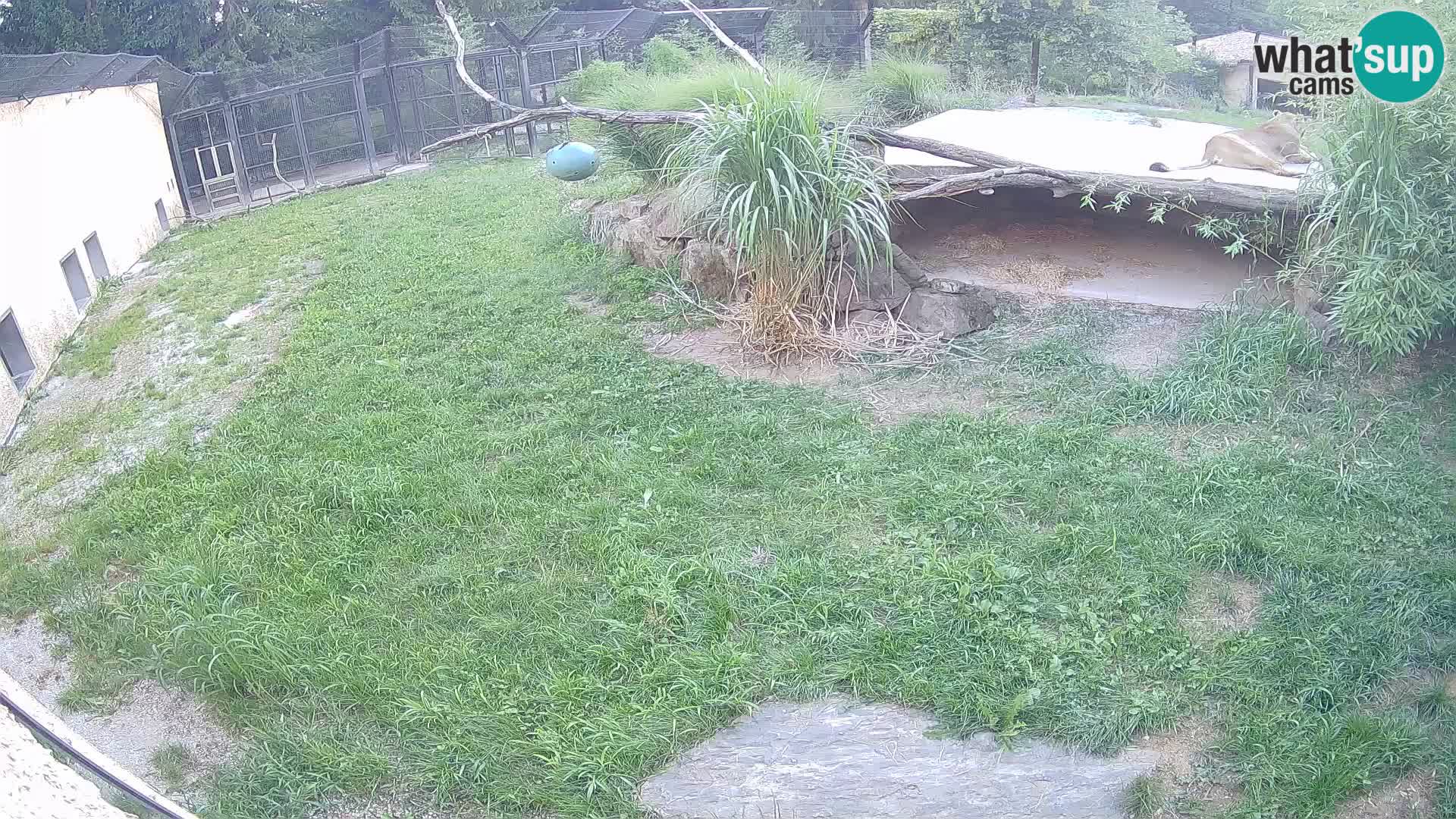 Lavovi web kamera uživo u ljubljanskom zoološkom vrtu – Slovenija