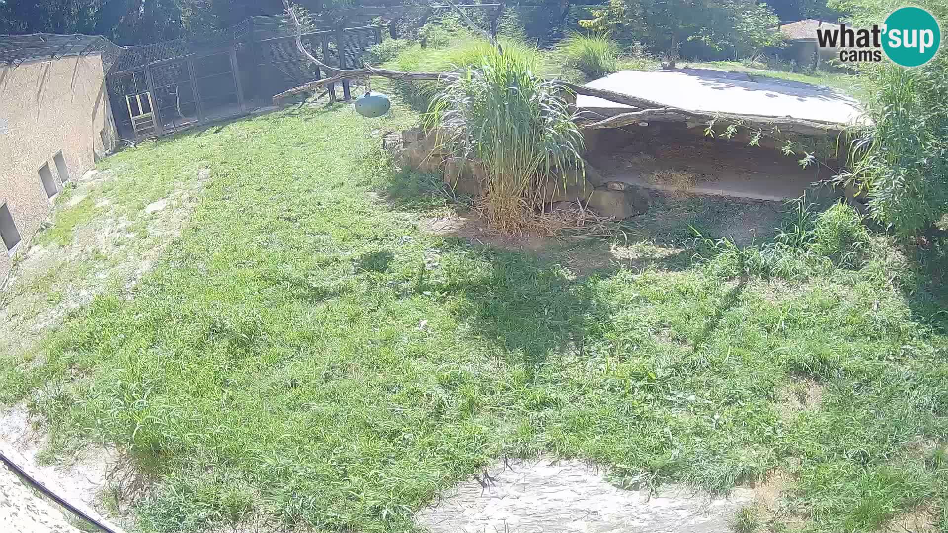 LION webcam en direct du zoo de Ljubljana – Slovénie