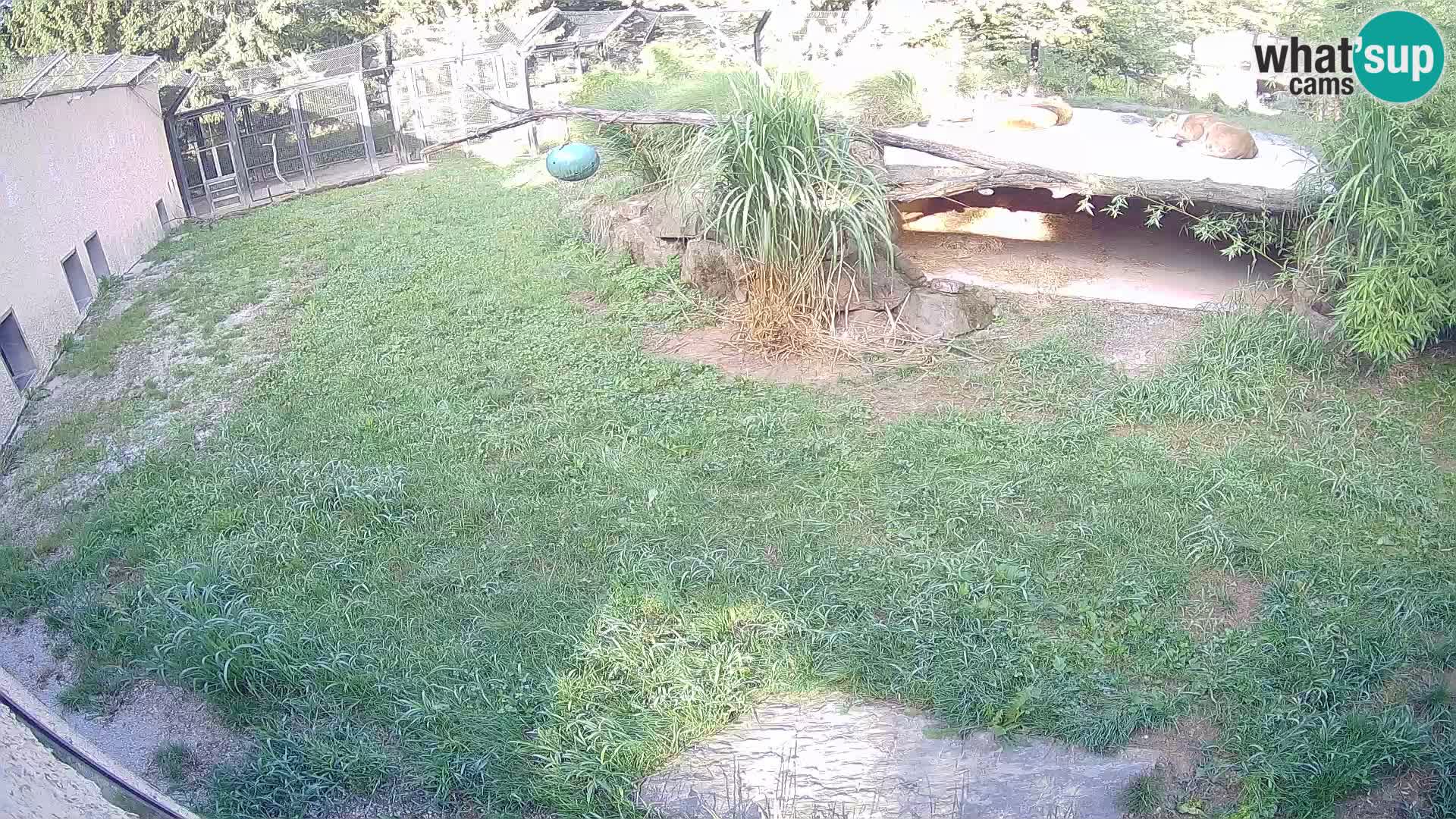 LEON Webcam en vivo en Ljubljana Zoo – Eslovenia