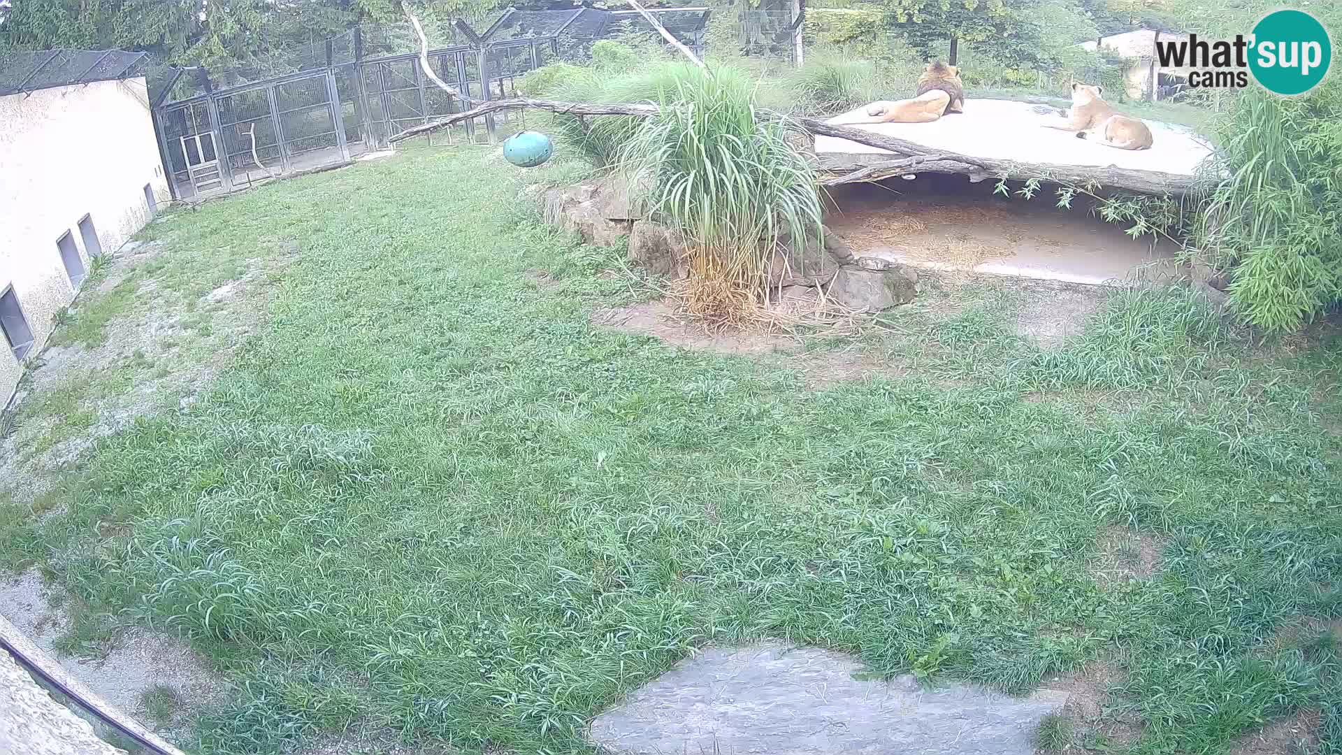 LEVI spletna kamera v živalskem vrtu Ljubljana Zoo