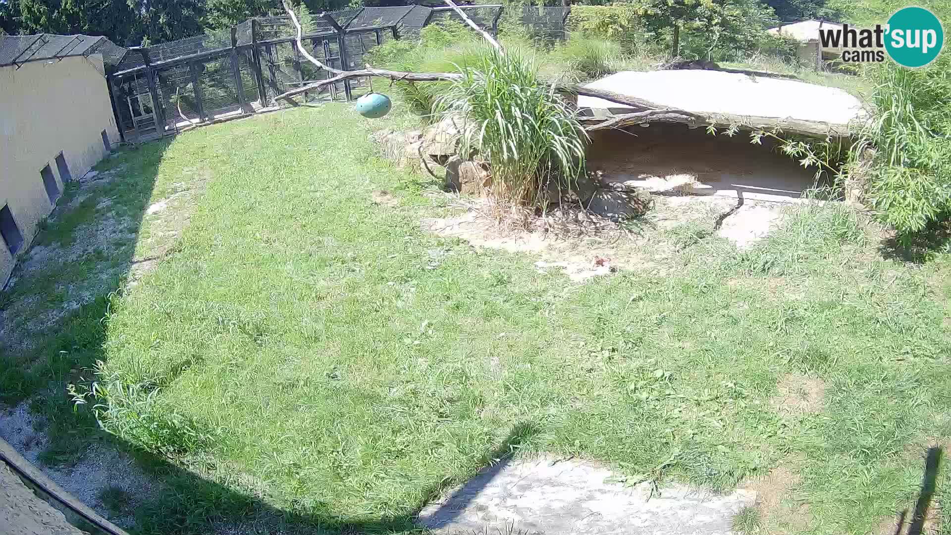 LION webcam en direct du zoo de Ljubljana – Slovénie
