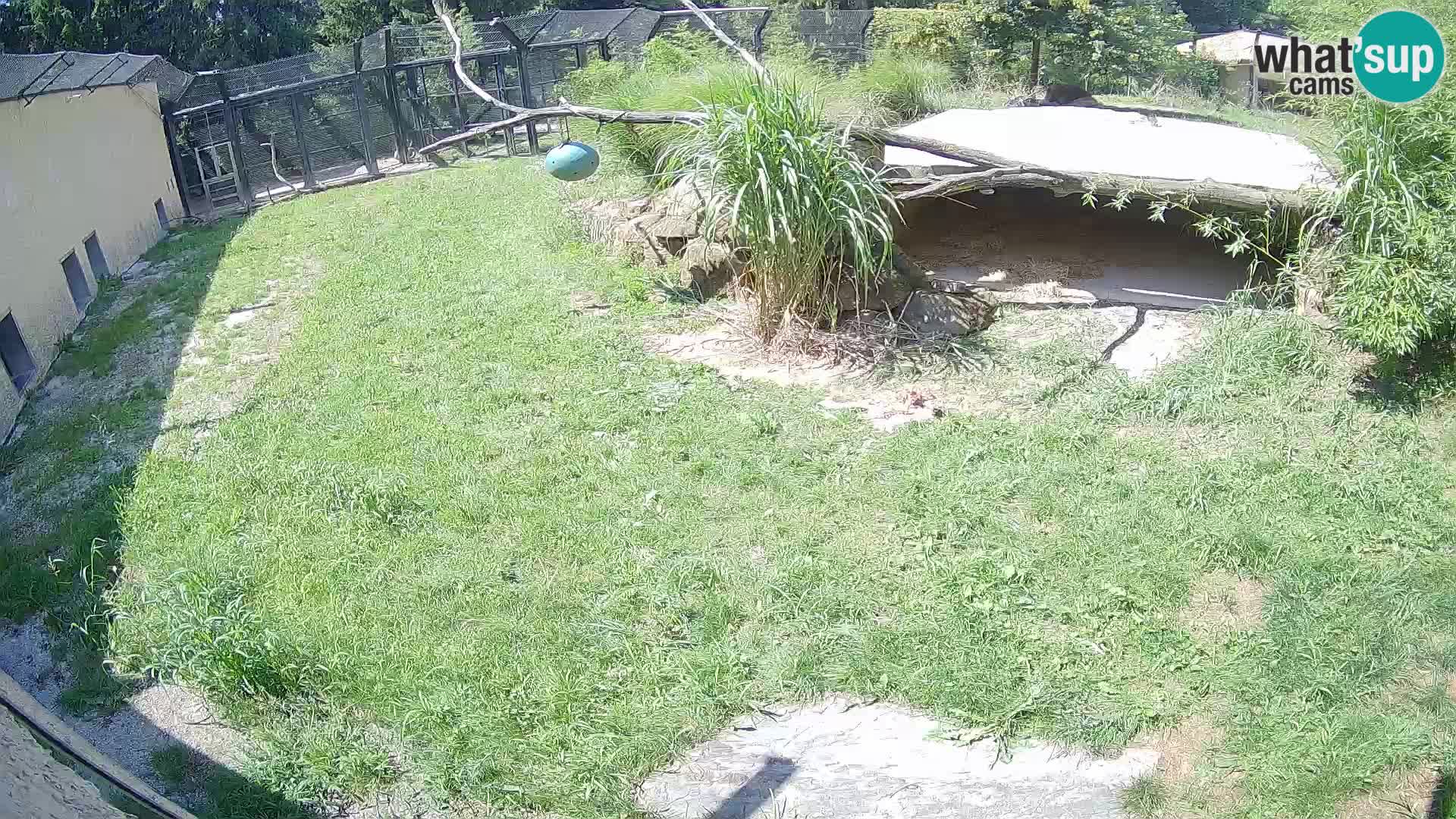 LEON Webcam en vivo en Ljubljana Zoo – Eslovenia