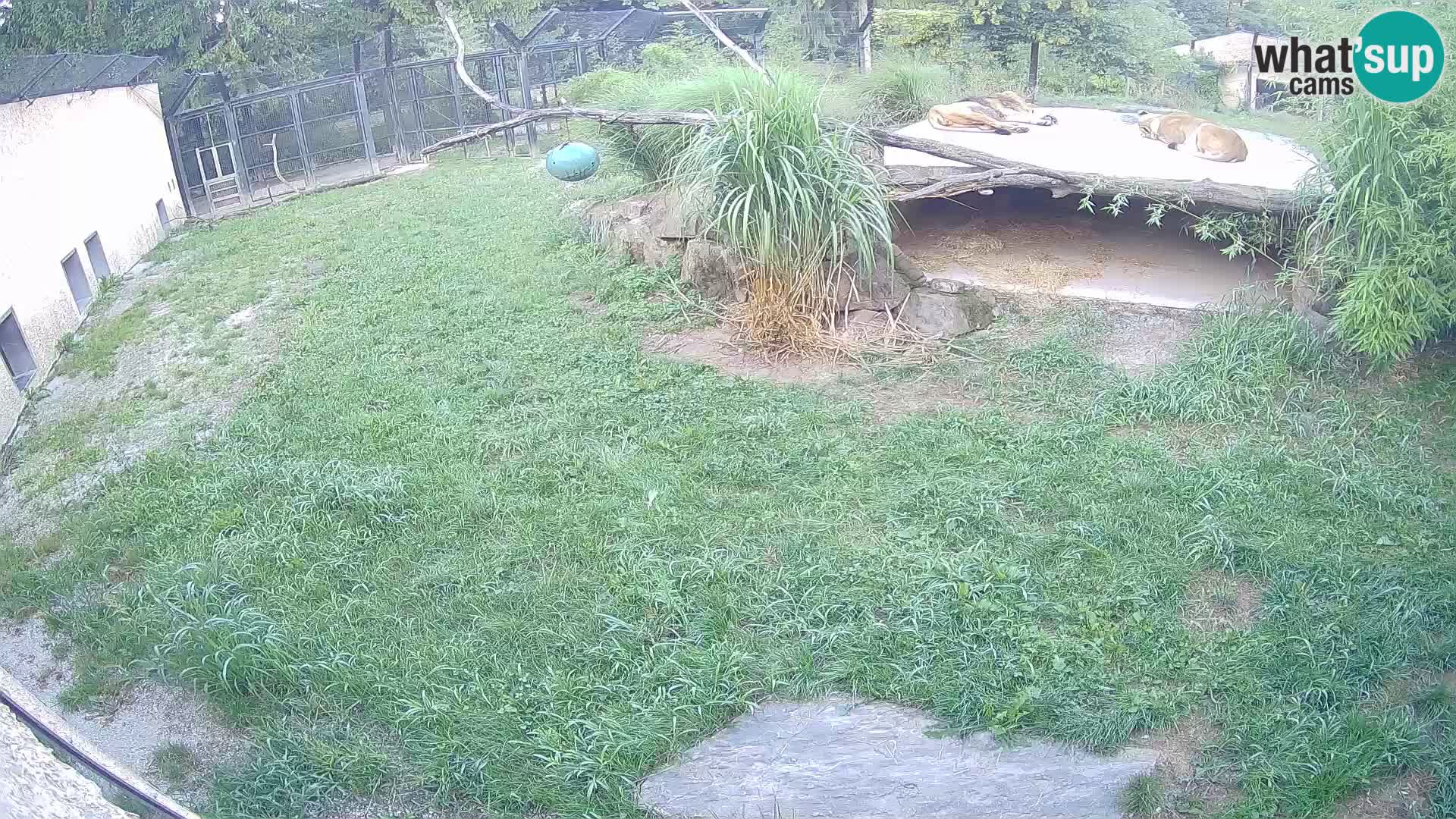 Lavovi web kamera uživo u ljubljanskom zoološkom vrtu – Slovenija