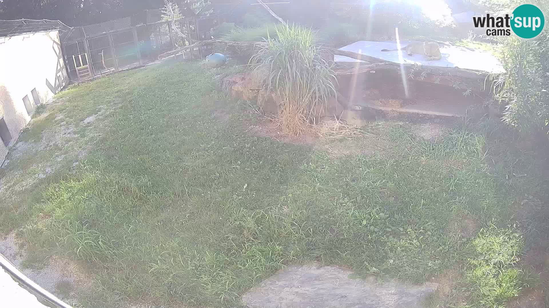 Löwe live Webcam im Zoo von Ljubljana – Slowenien