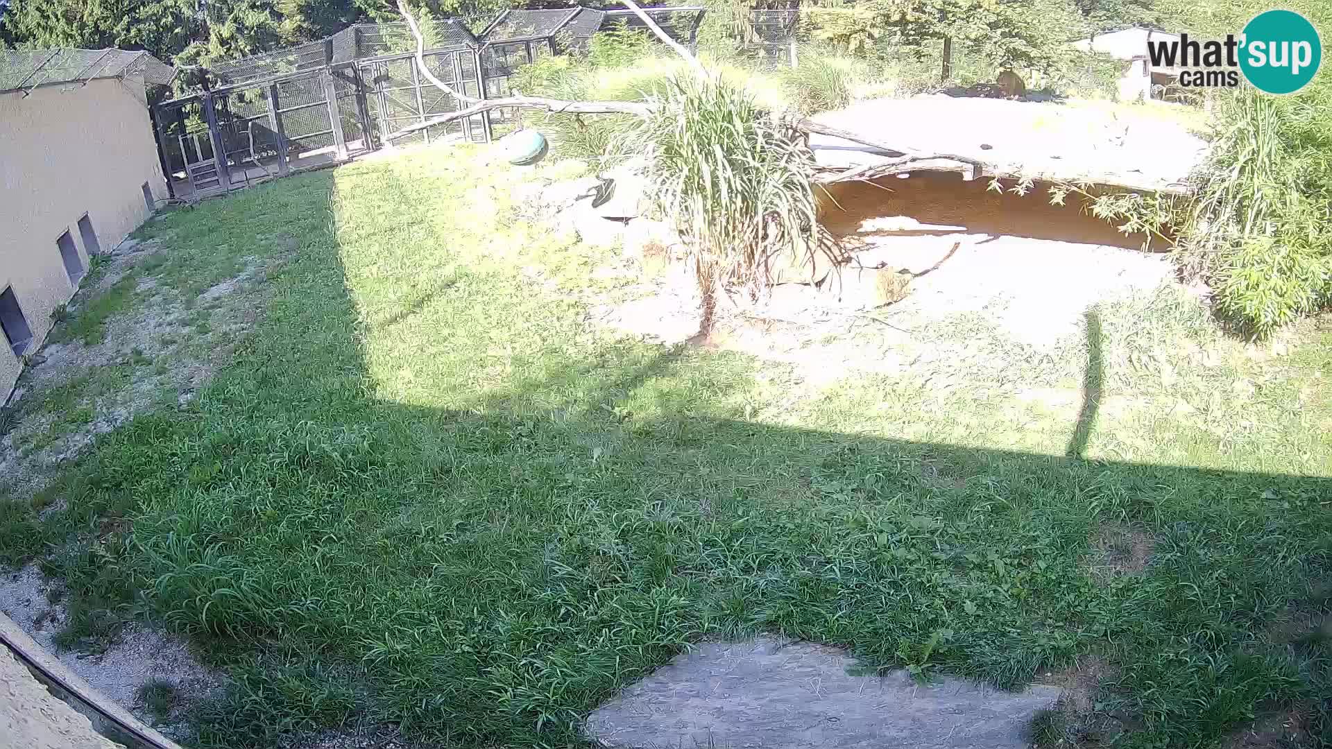 LEONE live Webcam nello zoo di Lubiana – Slovenia