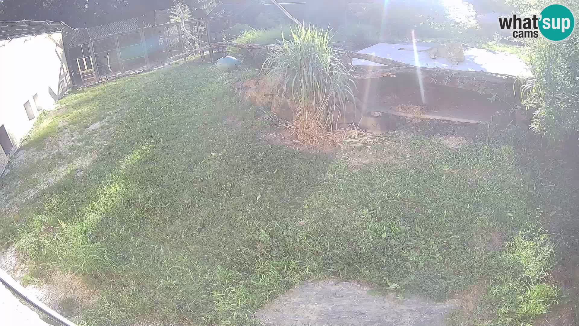 LION live Webcam in Ljubljana Zoo – Slovenia