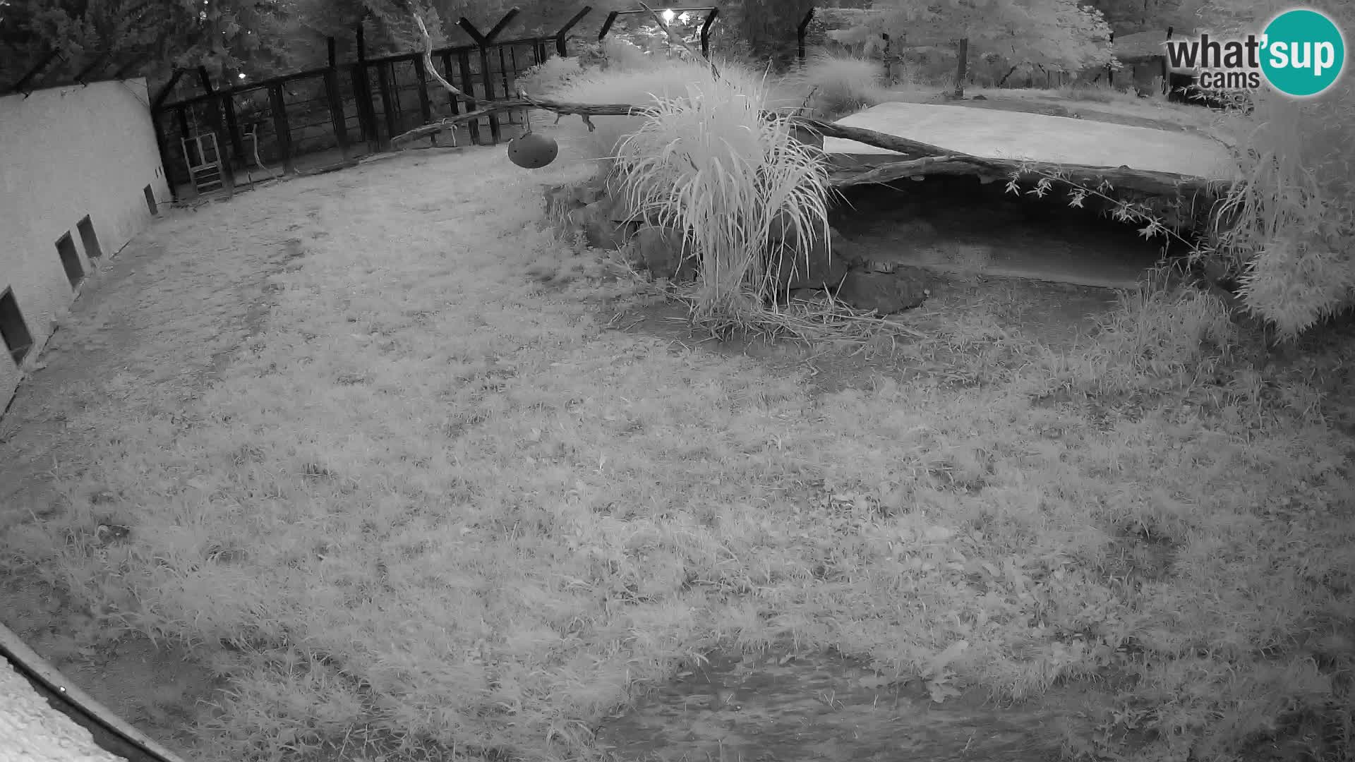 LEONE live Webcam nello zoo di Lubiana – Slovenia