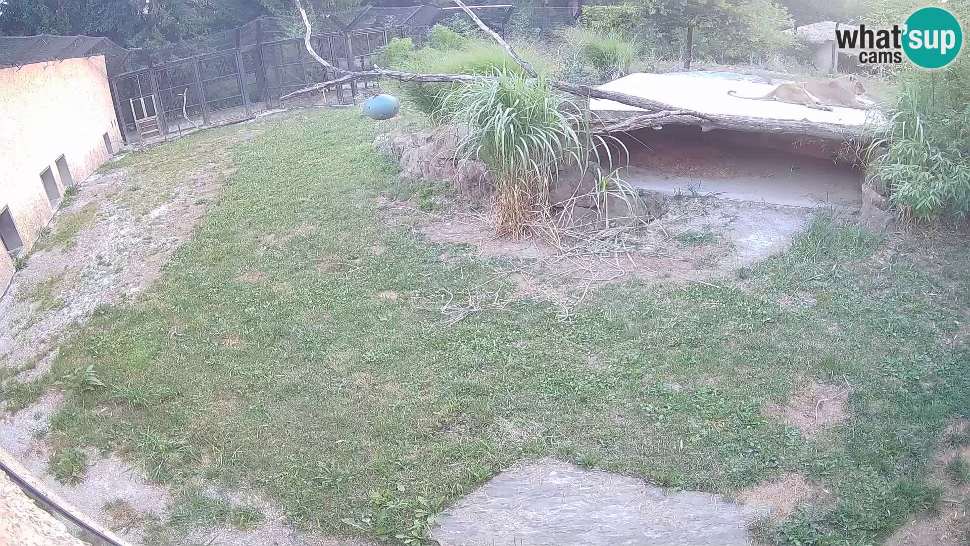 Löwe live Webcam im Zoo von Ljubljana – Slowenien