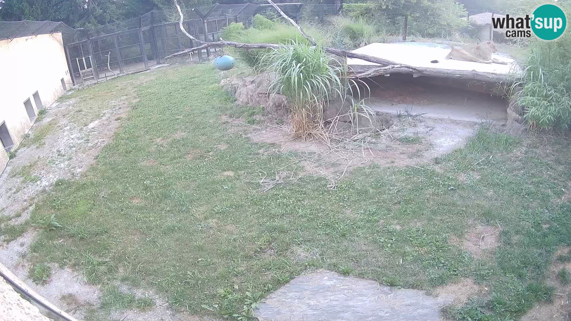 Löwe live Webcam im Zoo von Ljubljana – Slowenien