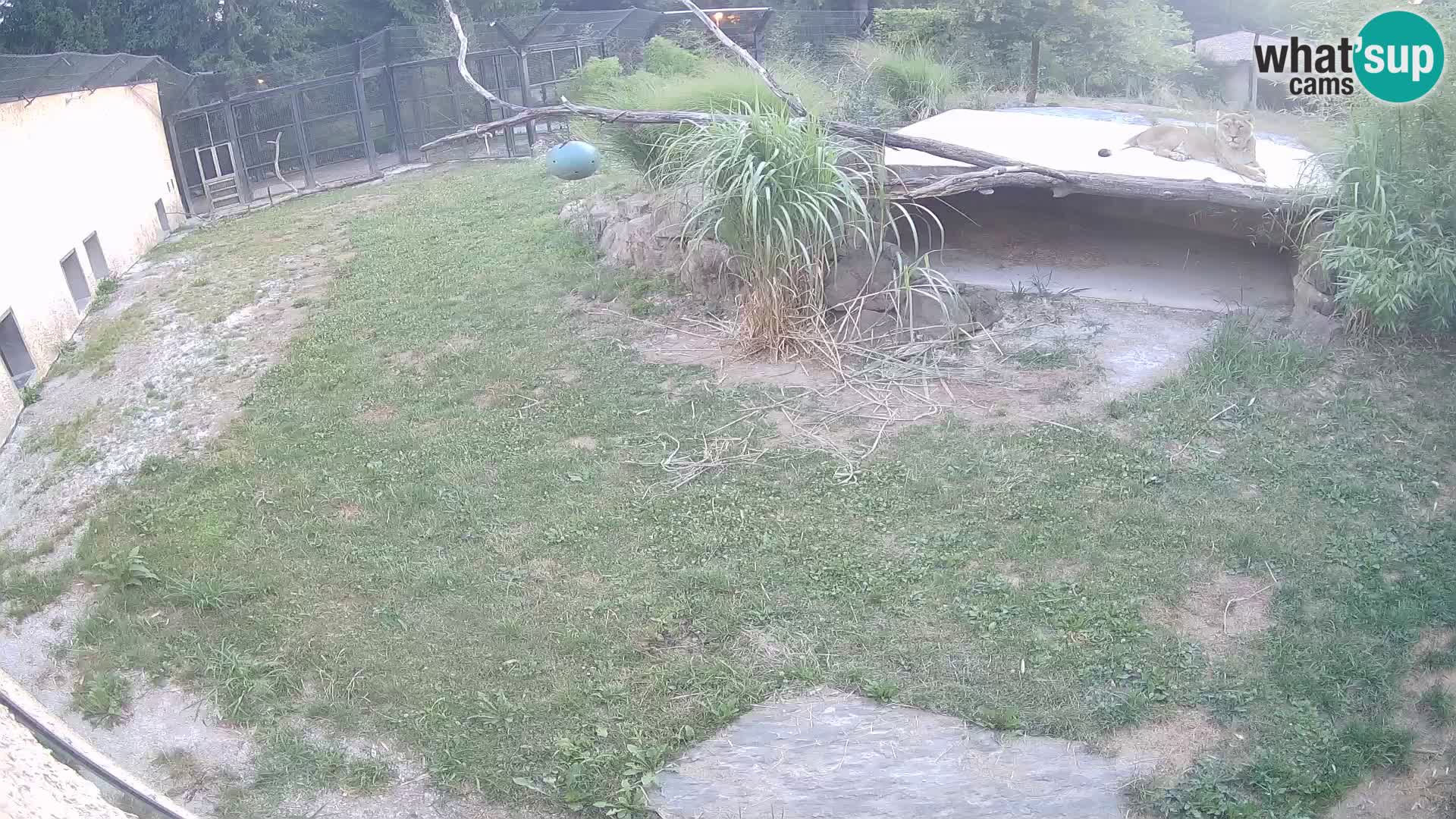 LION webcam en direct du zoo de Ljubljana – Slovénie