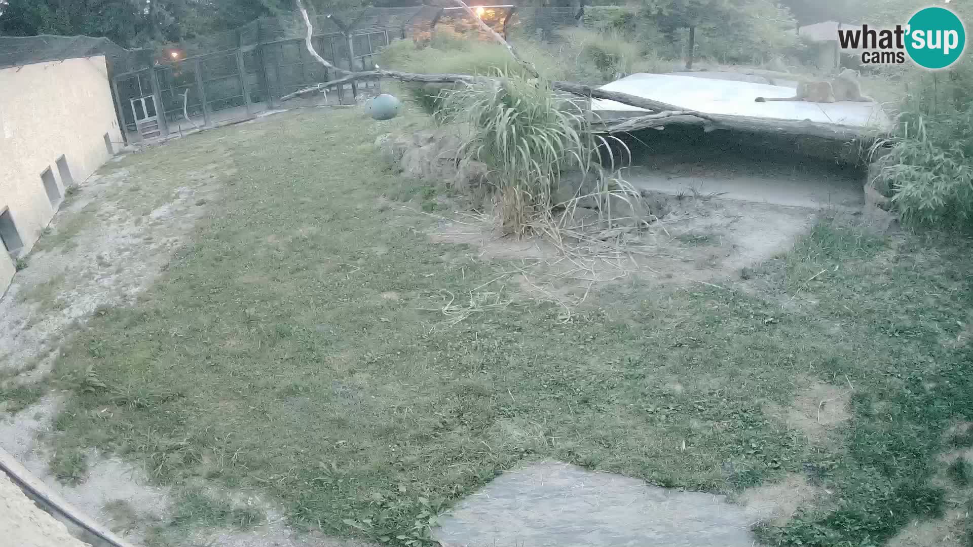 LEVI spletna kamera v živalskem vrtu Ljubljana Zoo