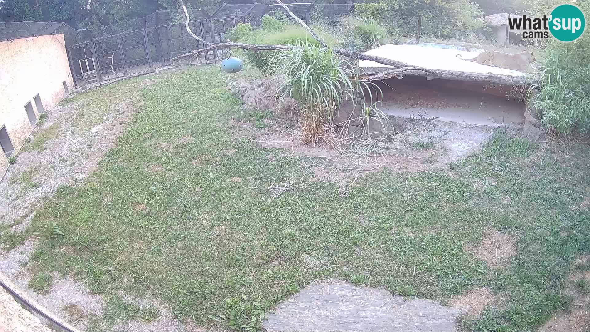LEVI spletna kamera v živalskem vrtu Ljubljana Zoo