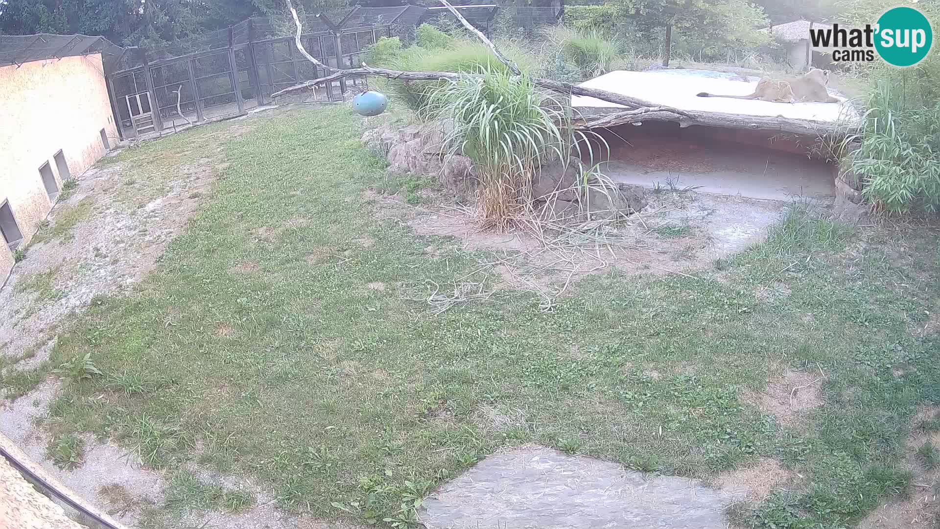Lavovi web kamera uživo u ljubljanskom zoološkom vrtu – Slovenija