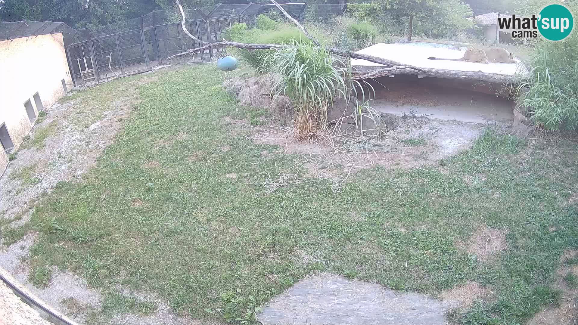 LION live Webcam in Ljubljana Zoo – Slovenia