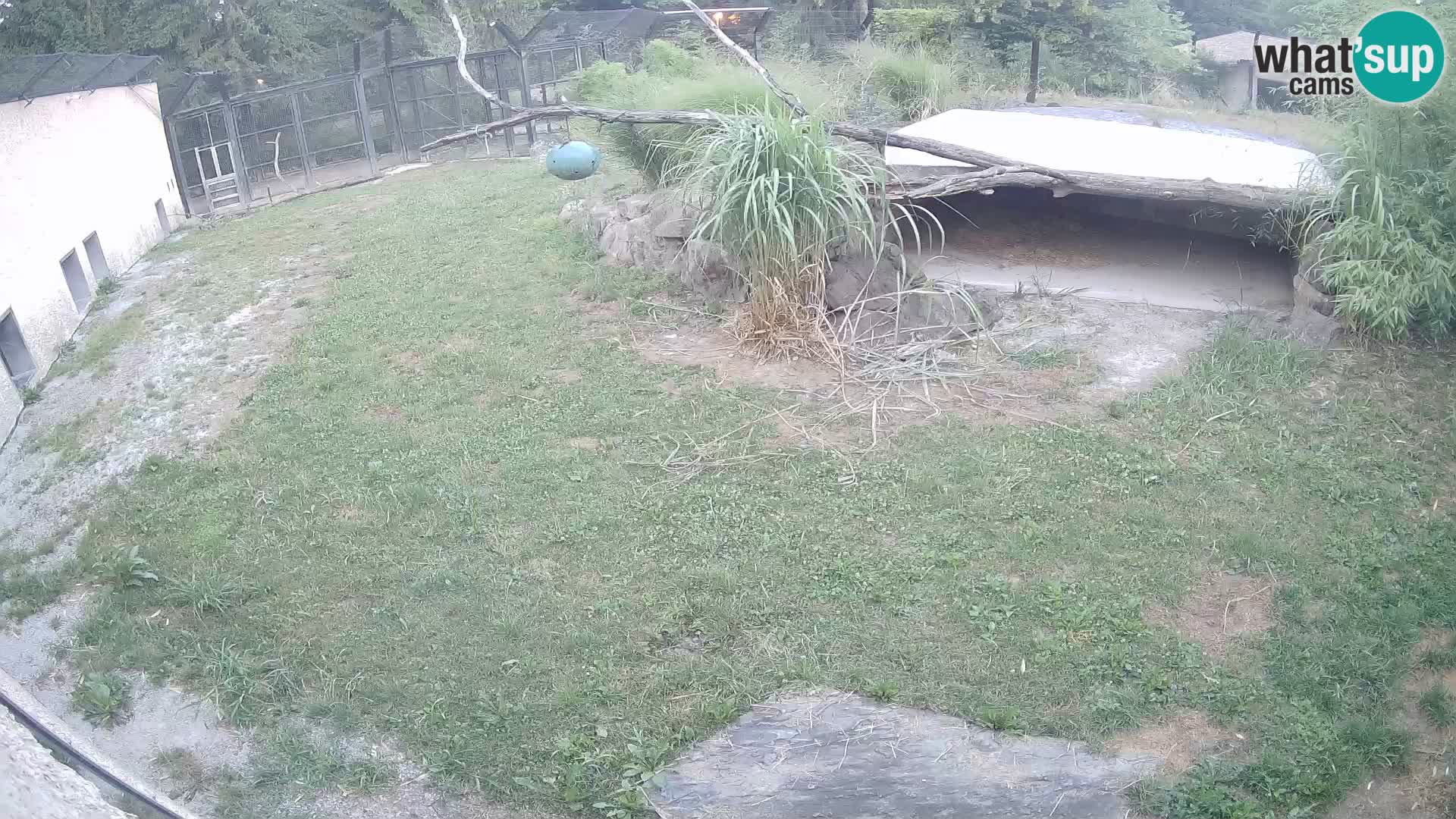 LEON Webcam en vivo en Ljubljana Zoo – Eslovenia