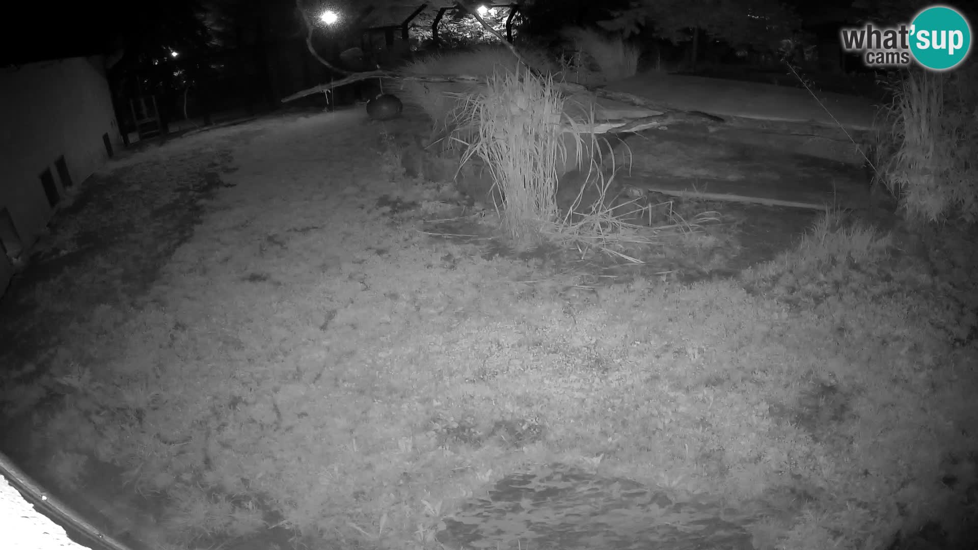 LION live Webcam in Ljubljana Zoo – Slovenia