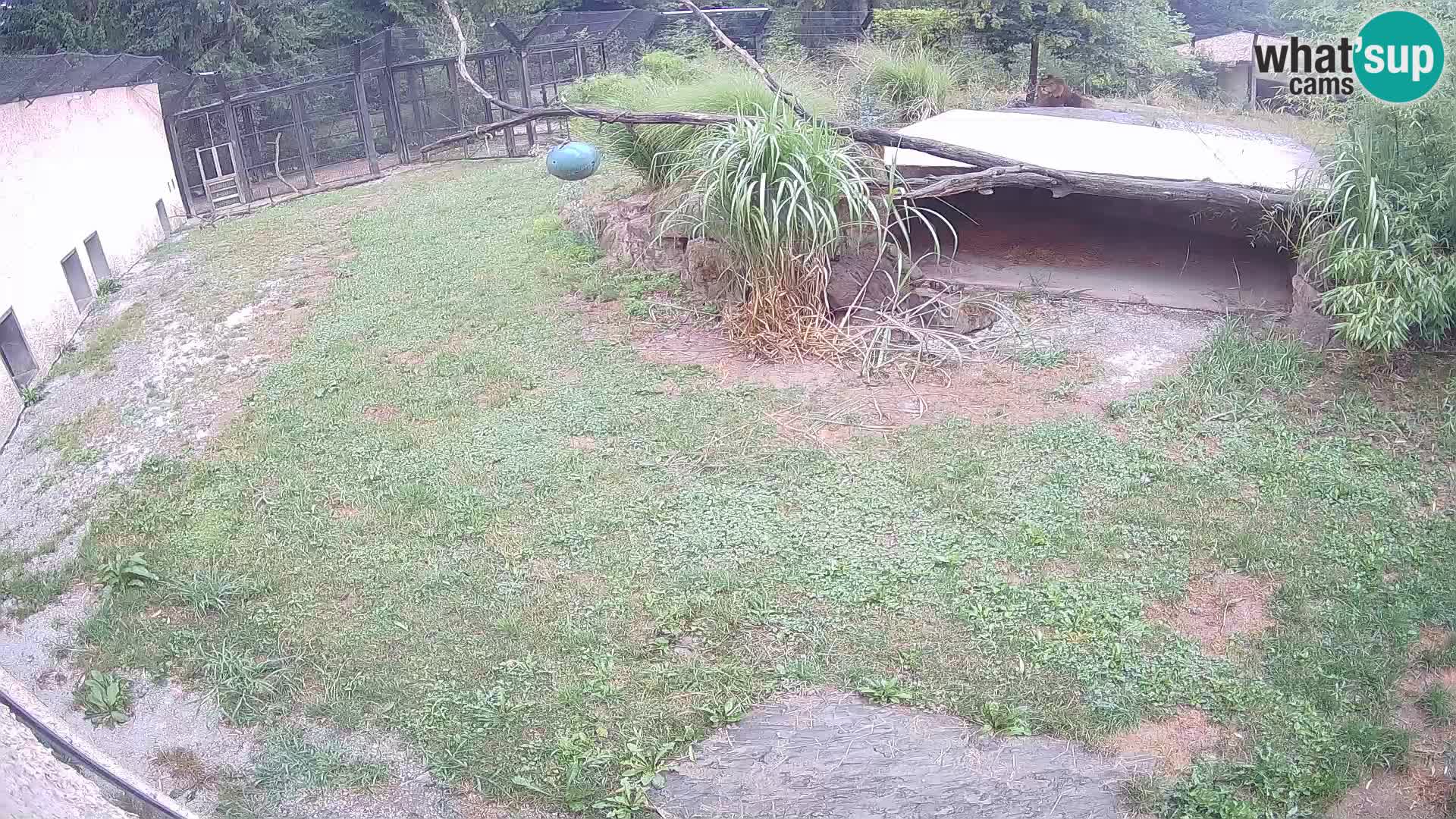 LION live Webcam in Ljubljana Zoo – Slovenia