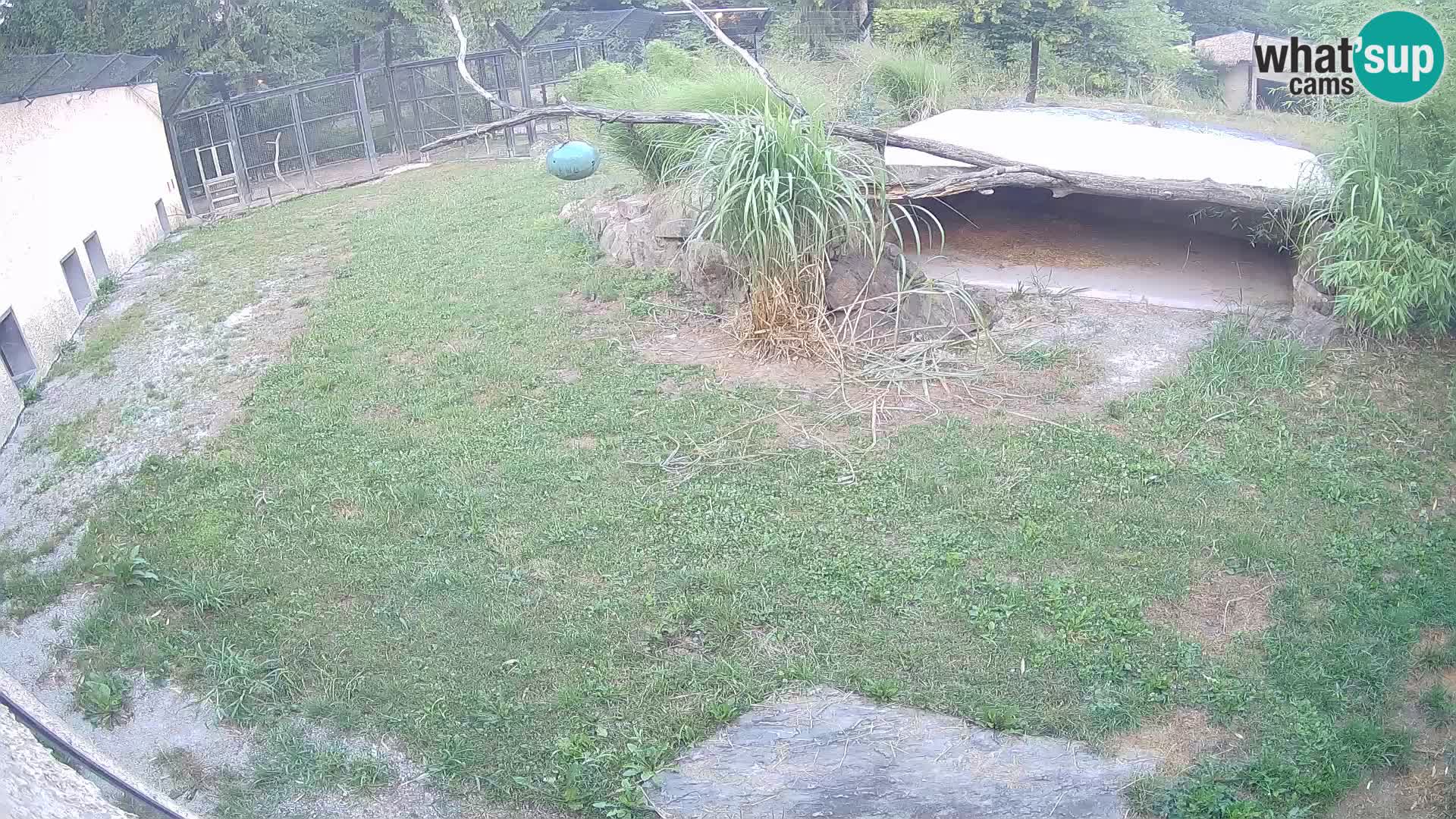 LEONE live Webcam nello zoo di Lubiana – Slovenia