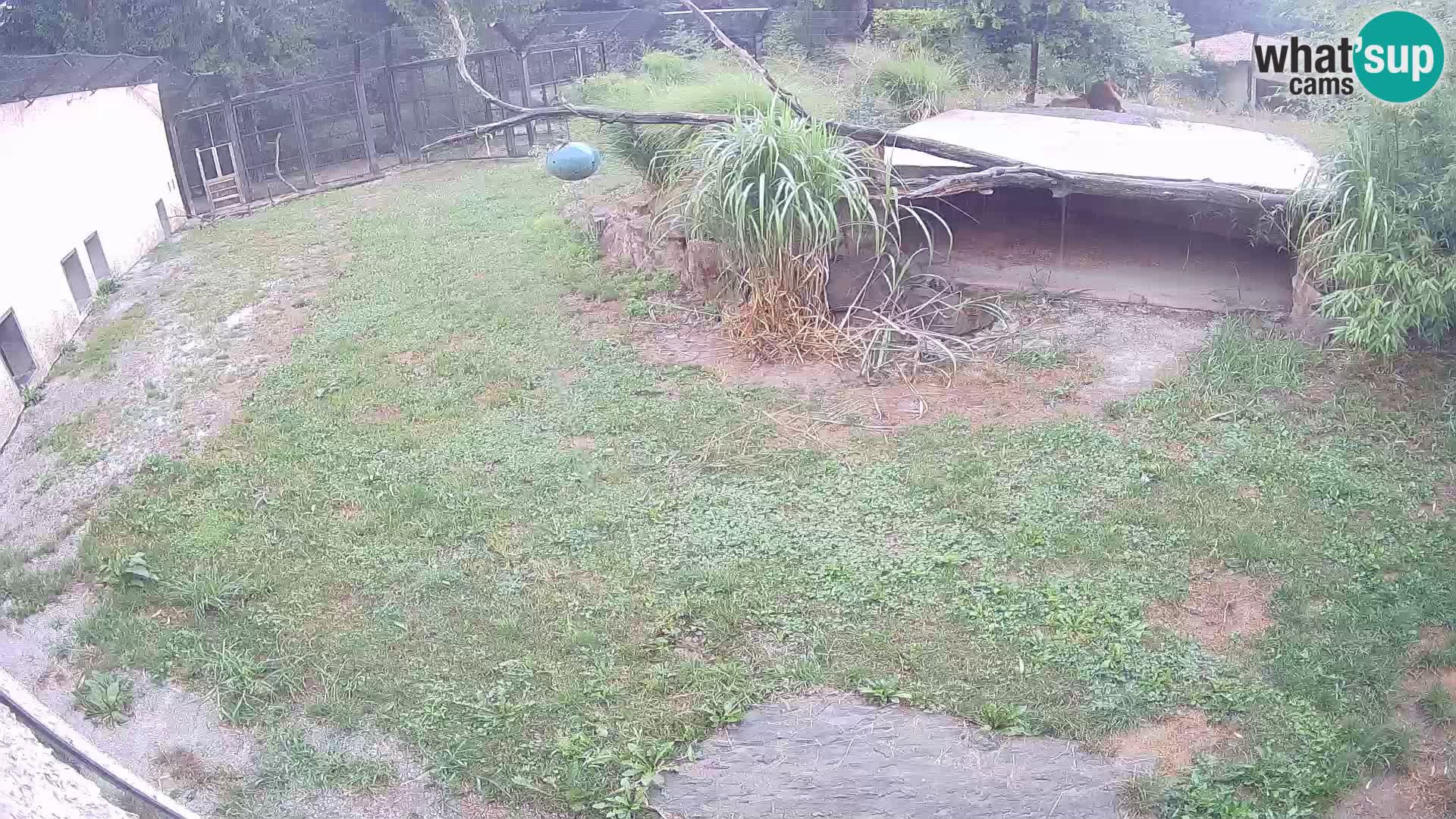 Löwe live Webcam im Zoo von Ljubljana – Slowenien