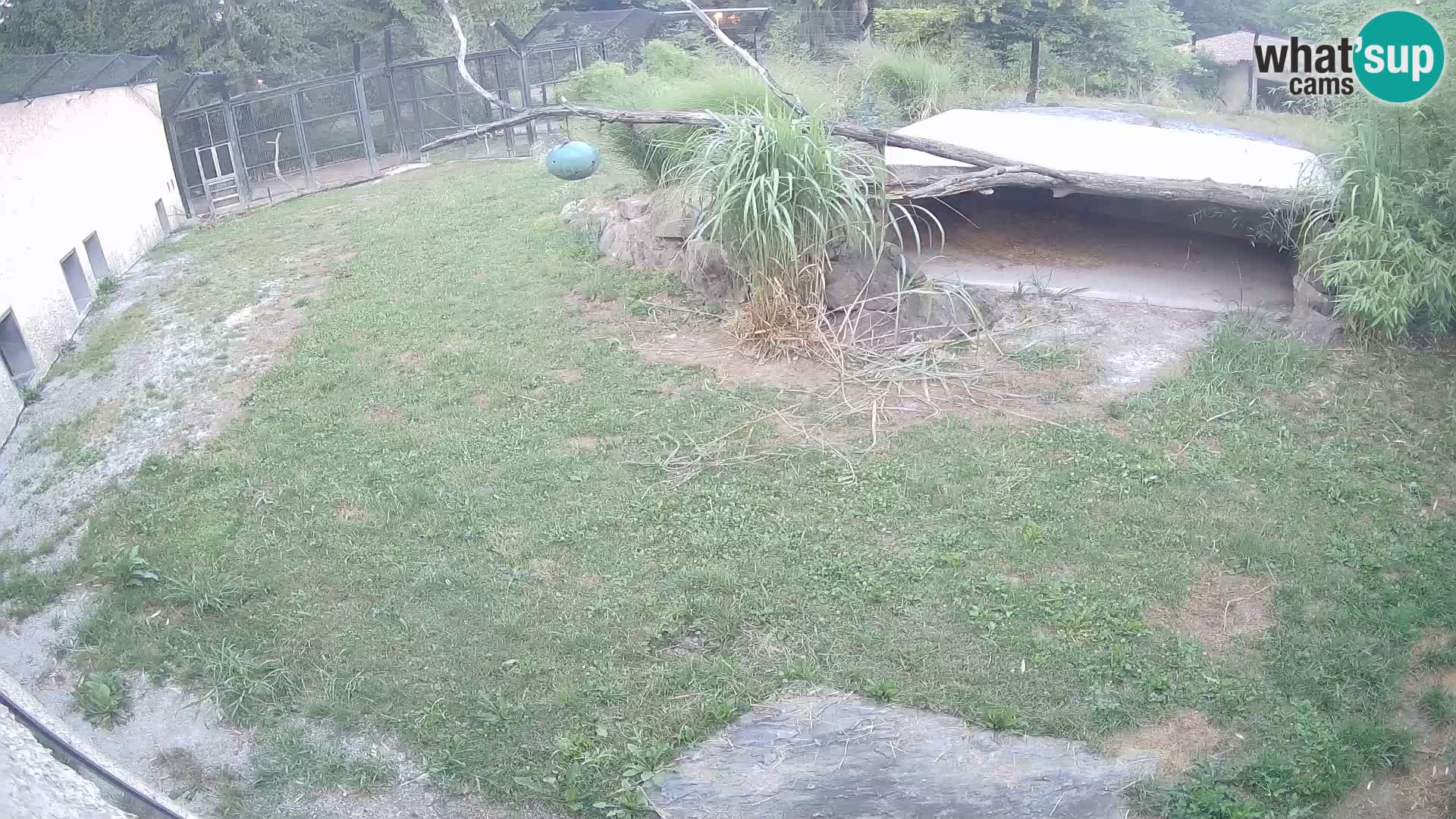 LION webcam en direct du zoo de Ljubljana – Slovénie