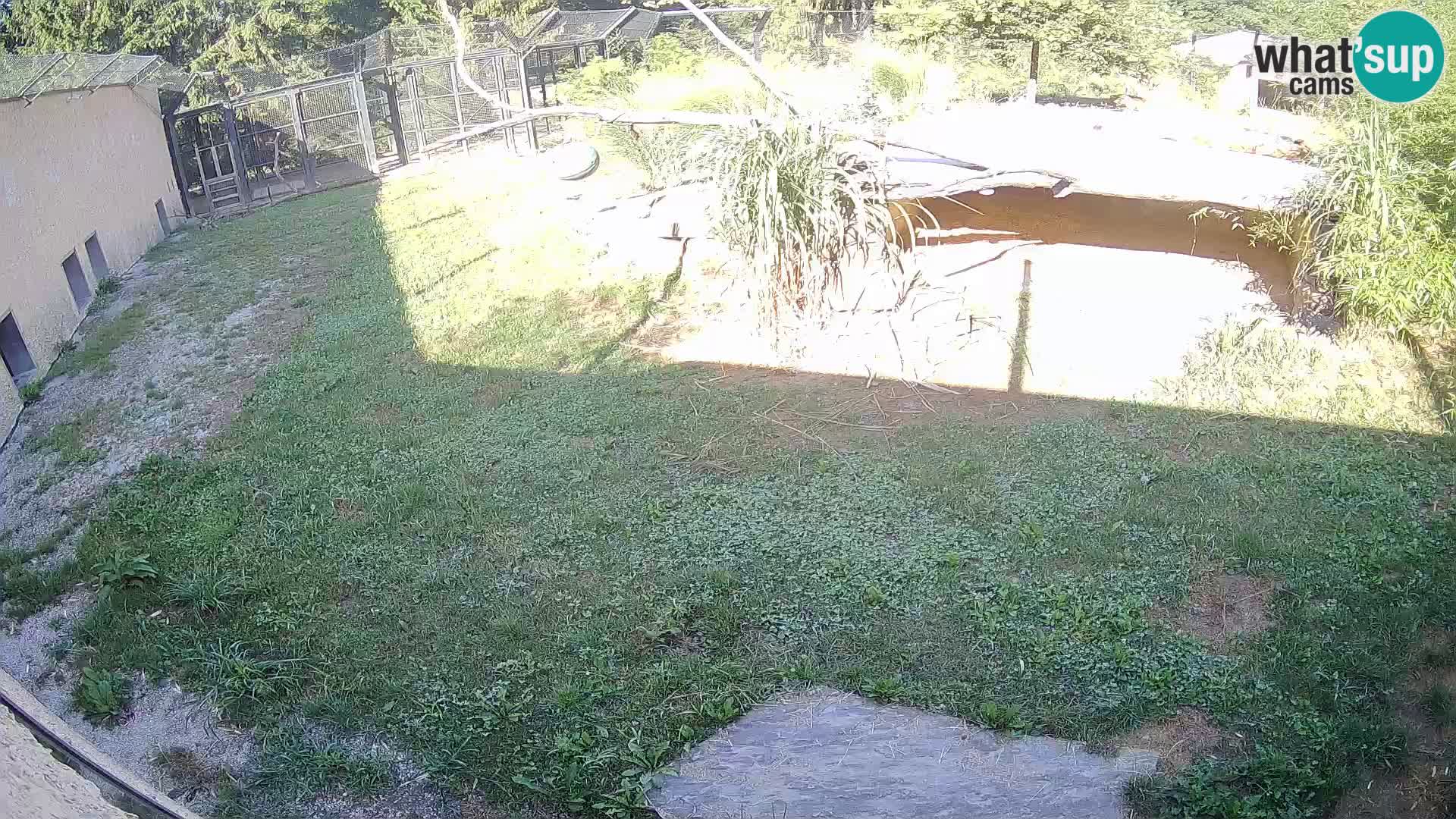 LEON Webcam en vivo en Ljubljana Zoo – Eslovenia