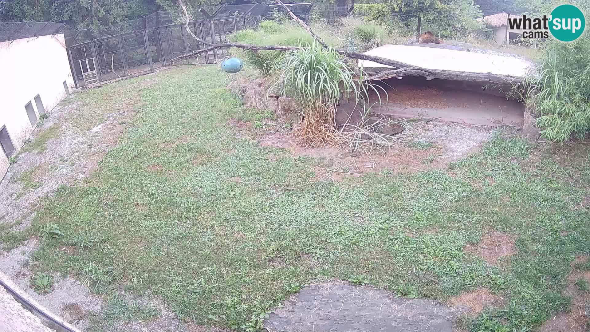 Löwe live Webcam im Zoo von Ljubljana – Slowenien