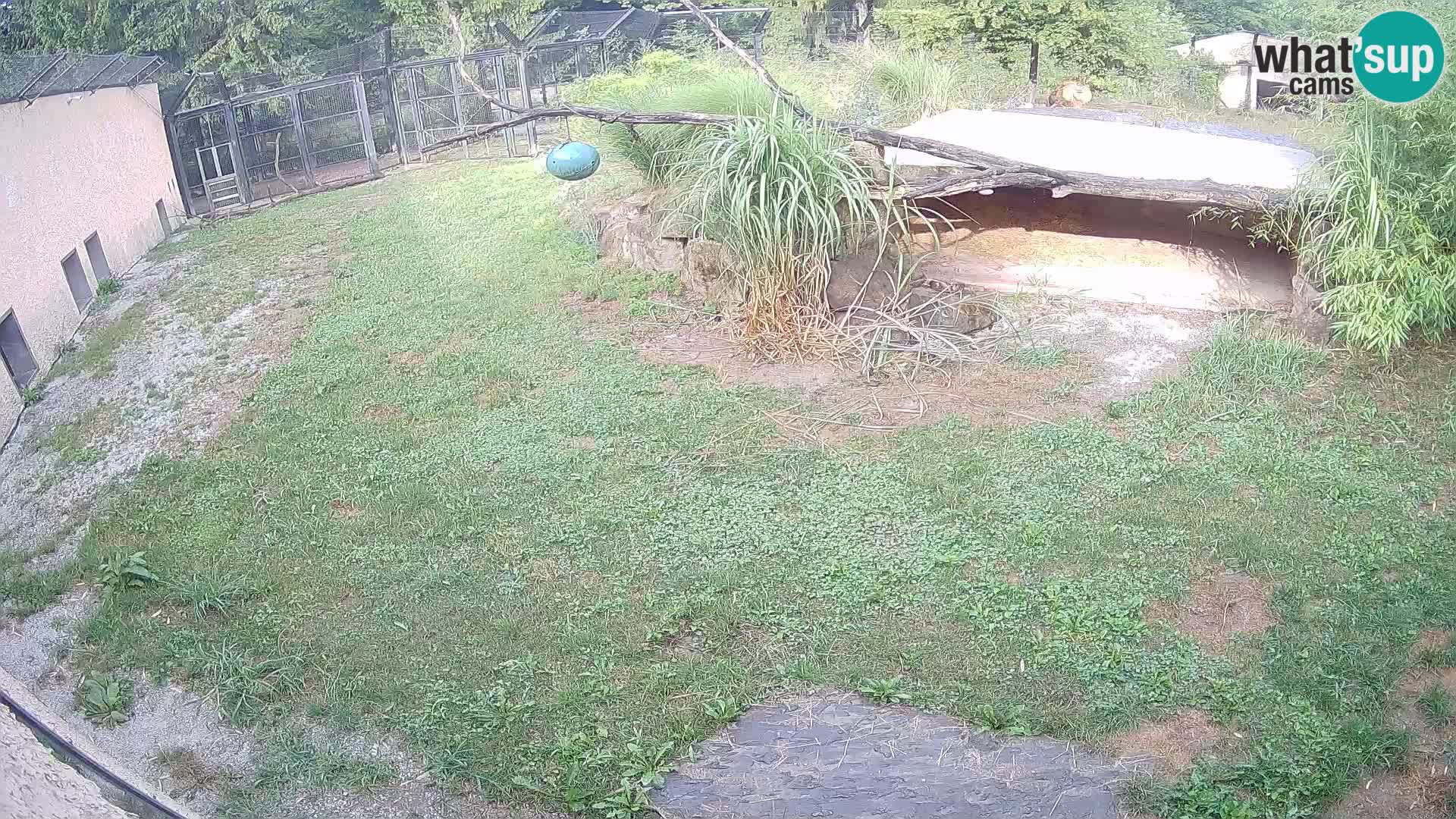 LEON Webcam en vivo en Ljubljana Zoo – Eslovenia