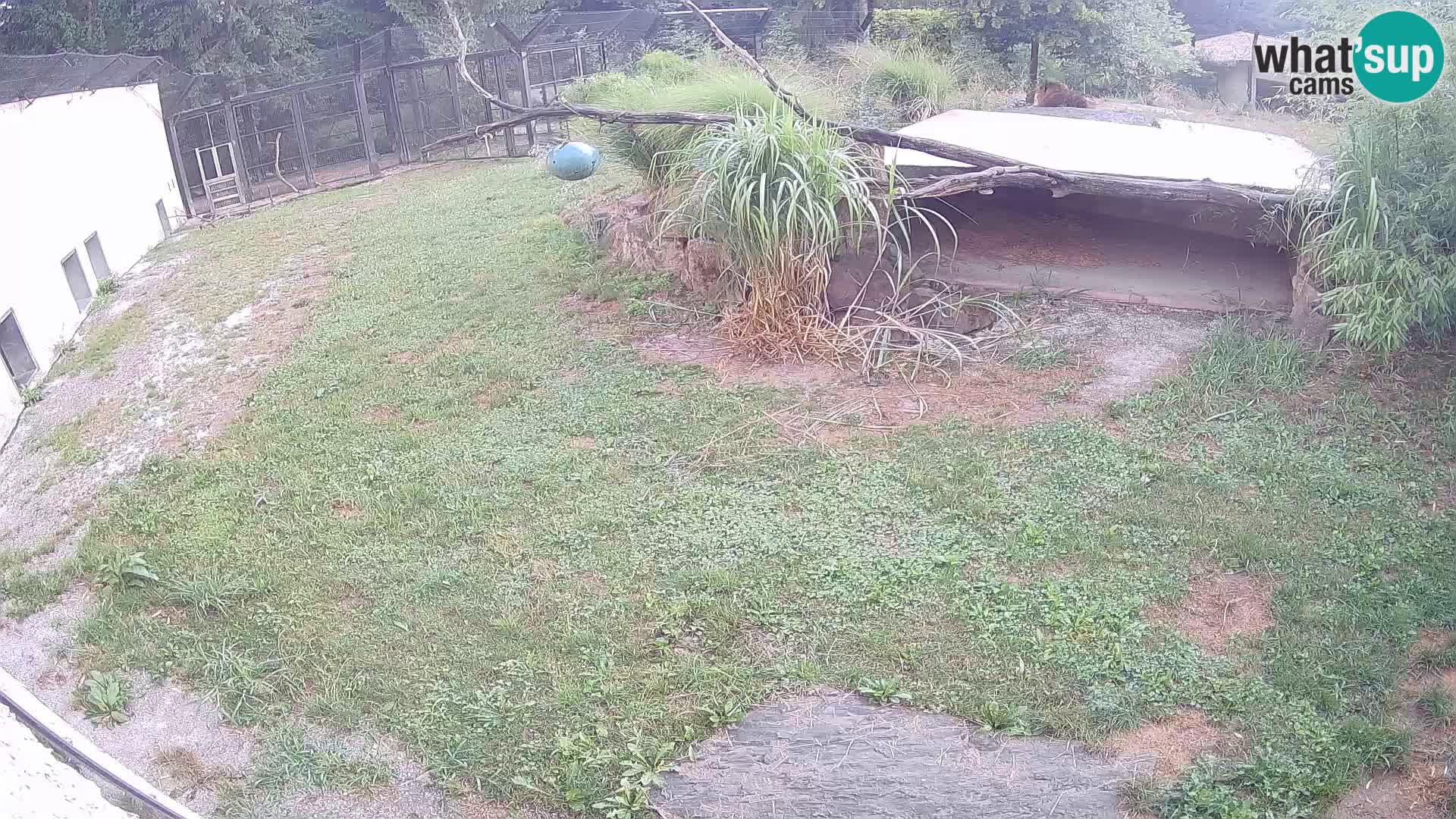 LION live Webcam in Ljubljana Zoo – Slovenia