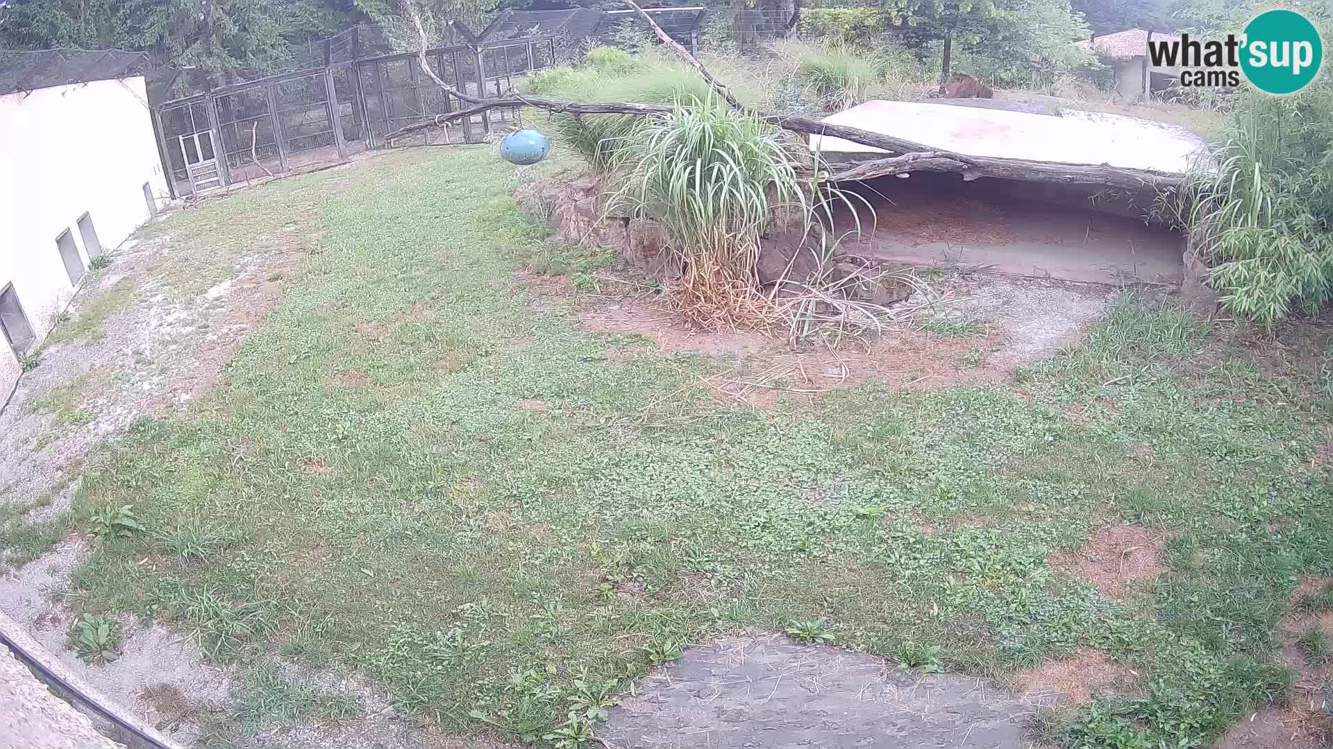 LION webcam en direct du zoo de Ljubljana – Slovénie