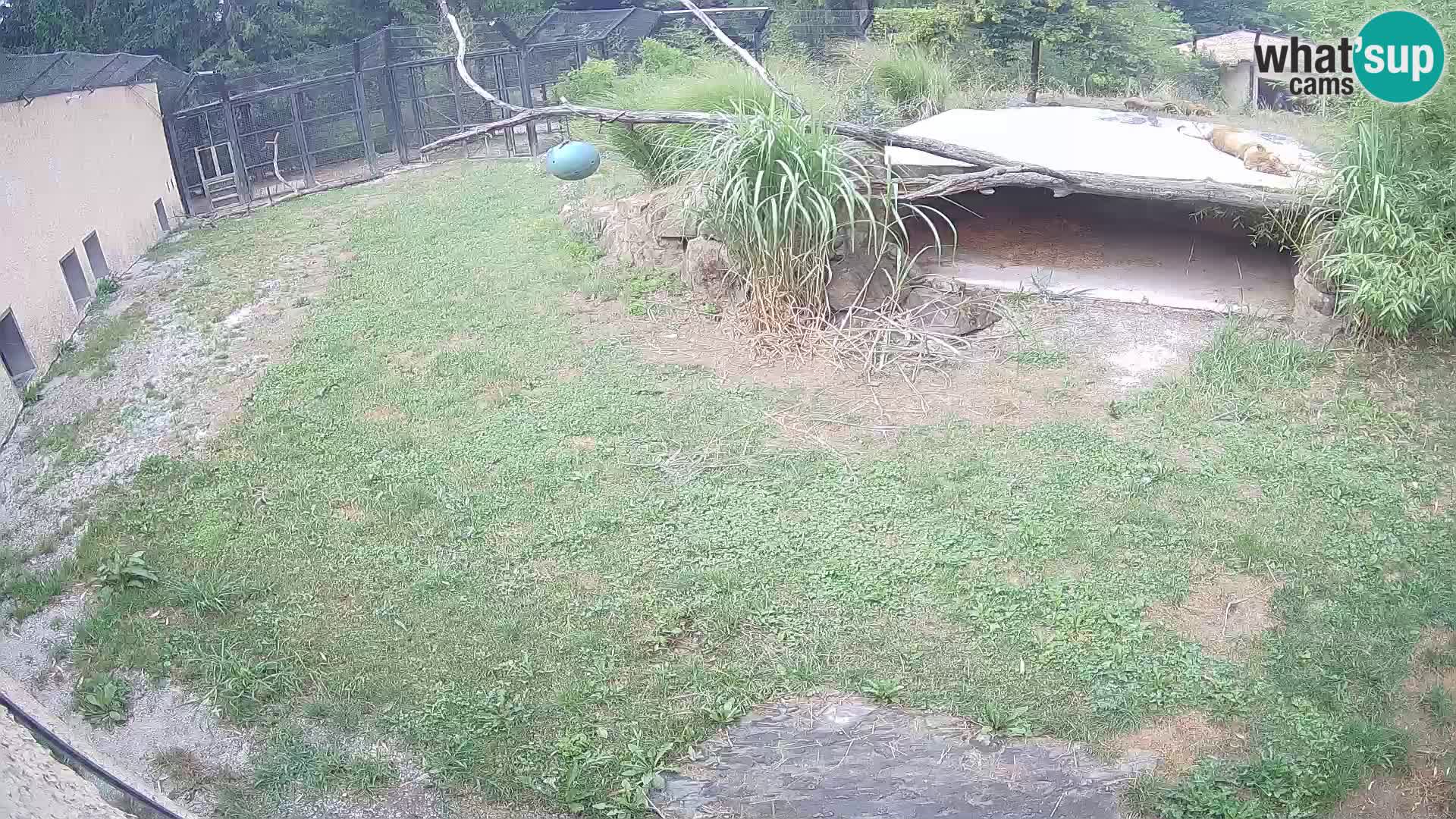 LEONE live Webcam nello zoo di Lubiana – Slovenia
