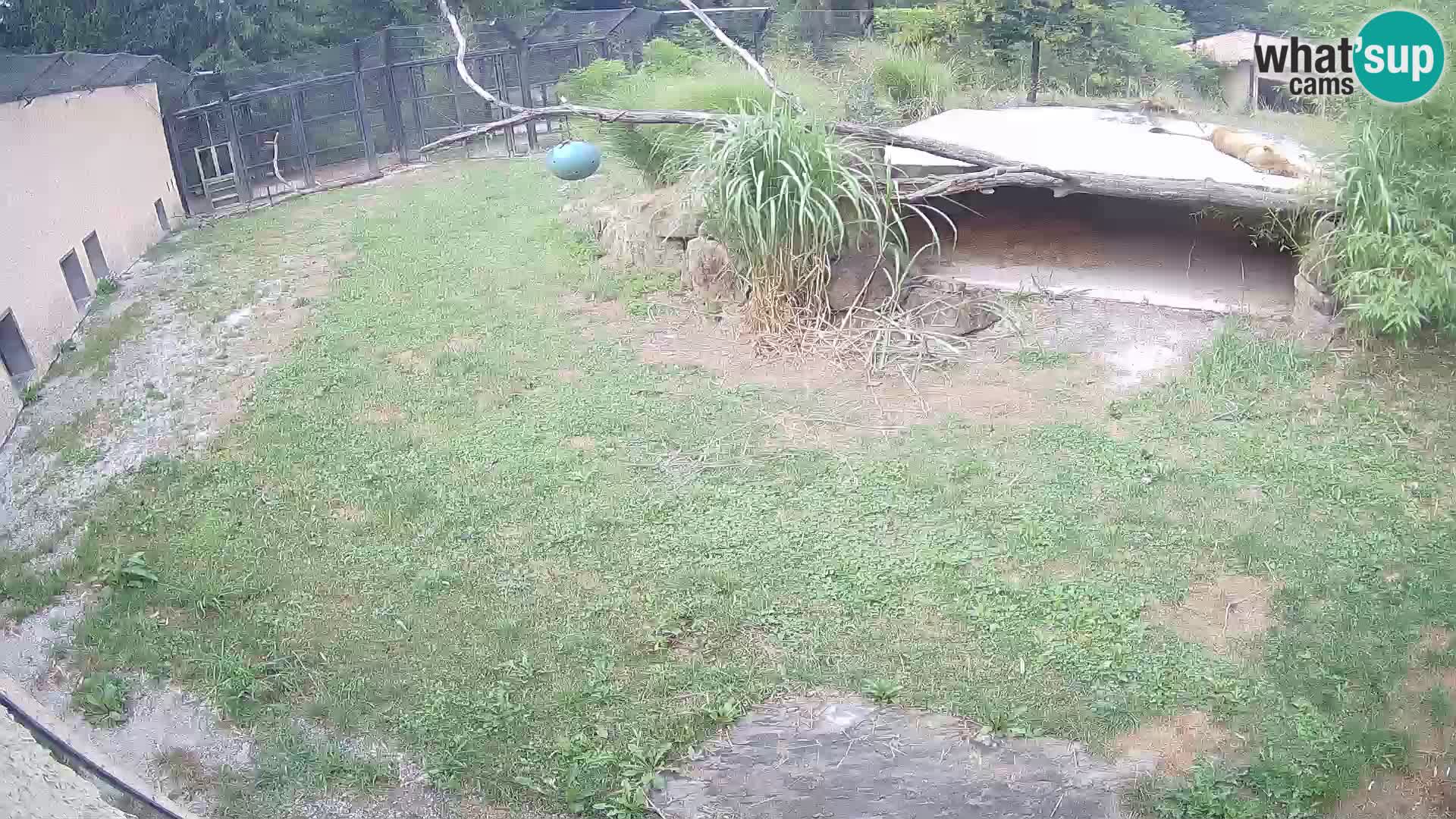 LION live Webcam in Ljubljana Zoo – Slovenia