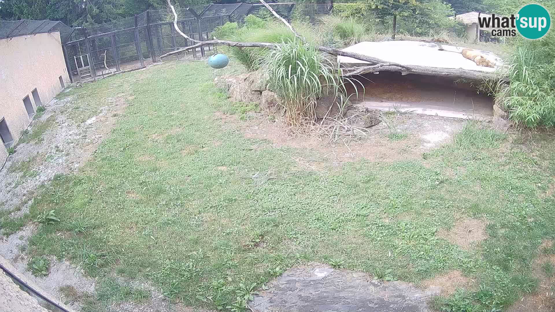 LEVI spletna kamera v živalskem vrtu Ljubljana Zoo
