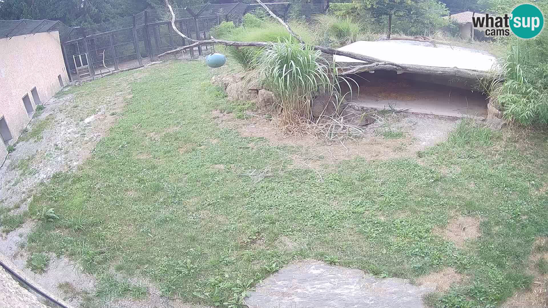 LION live Webcam in Ljubljana Zoo – Slovenia
