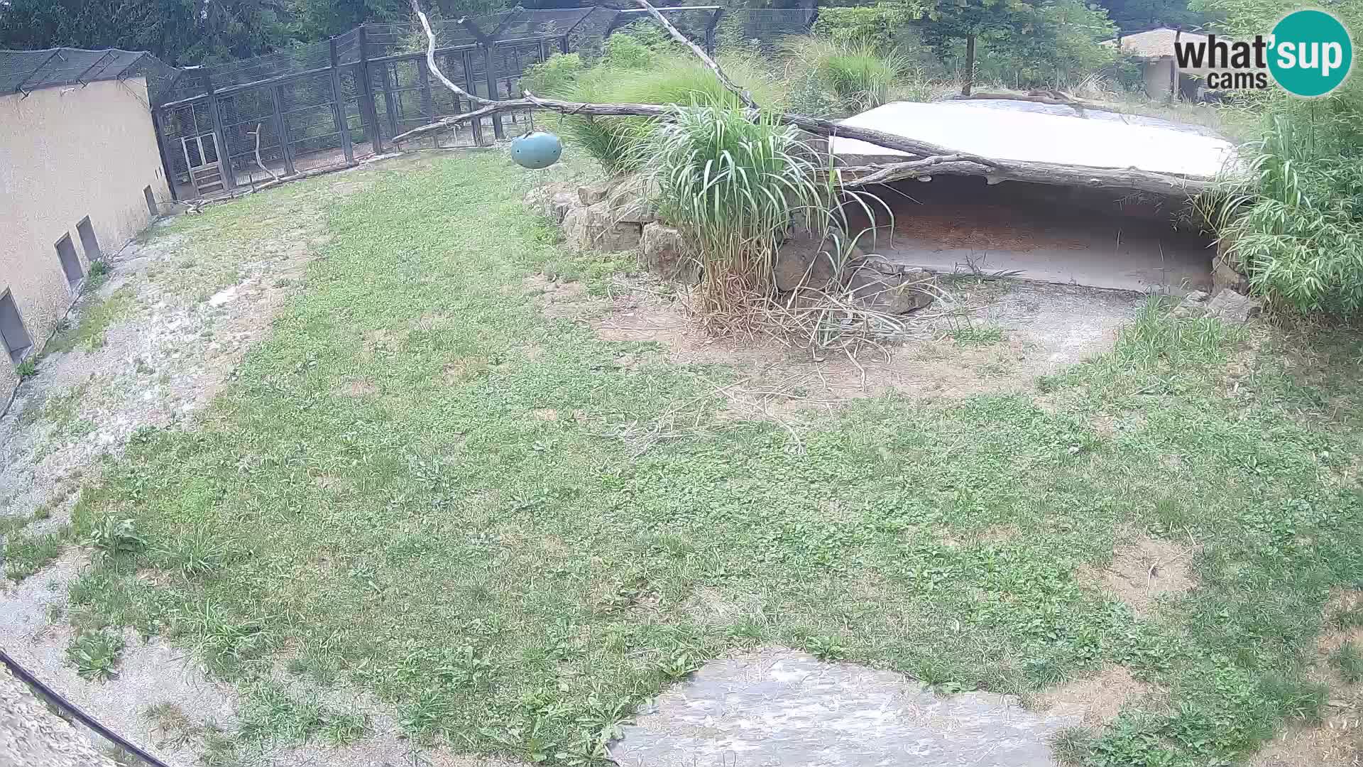 LEVI spletna kamera v živalskem vrtu Ljubljana Zoo