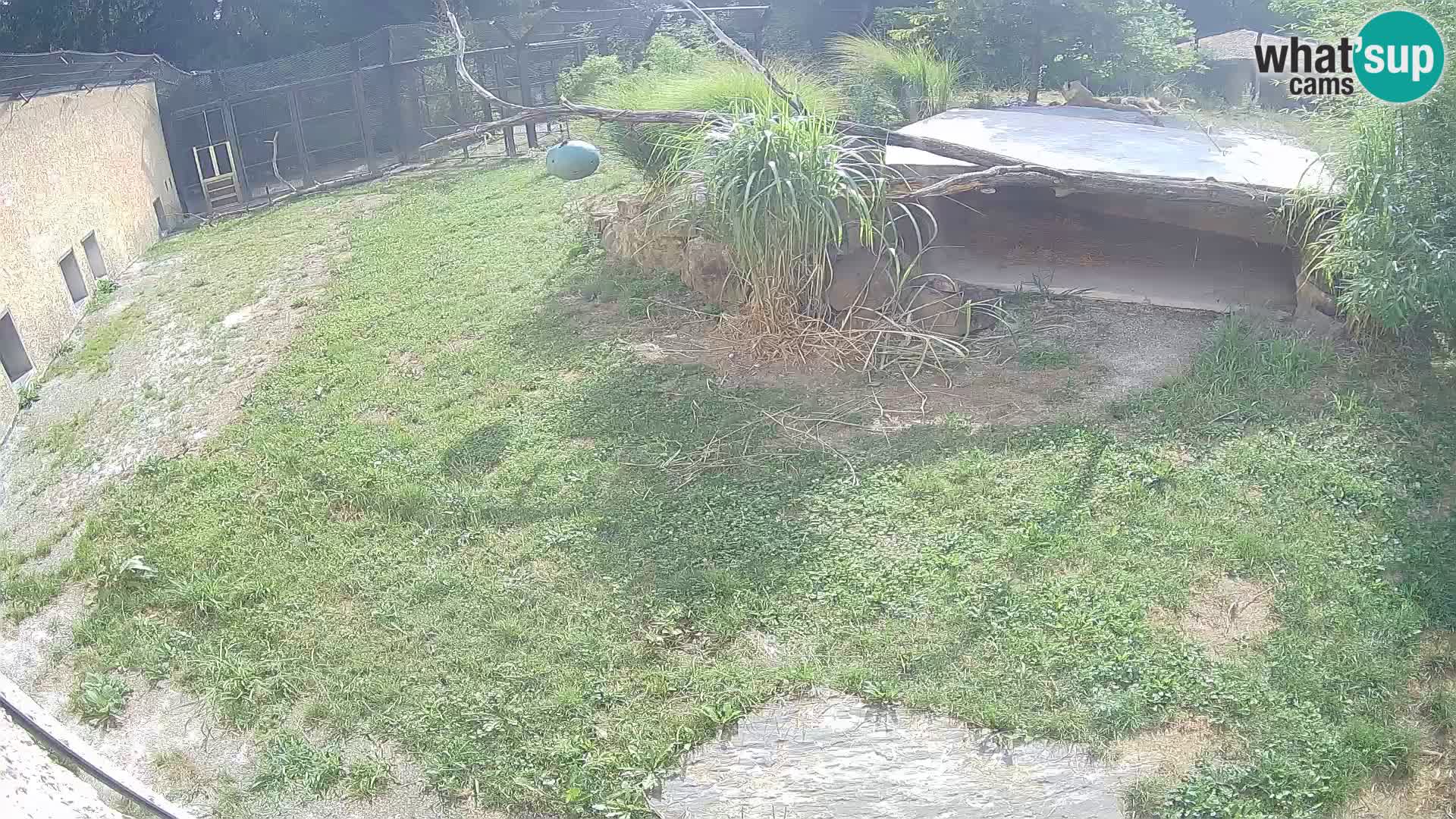 Löwe live Webcam im Zoo von Ljubljana – Slowenien