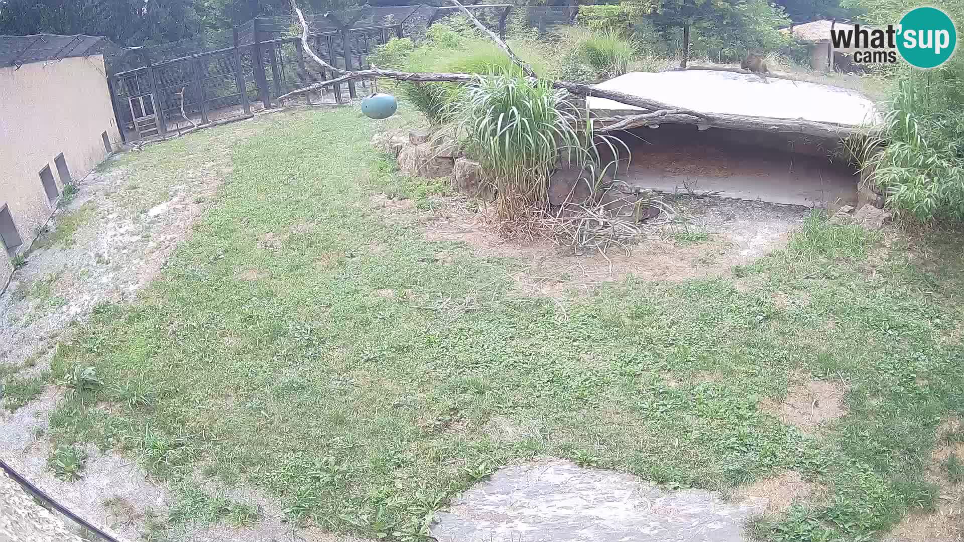 LEONE live Webcam nello zoo di Lubiana – Slovenia