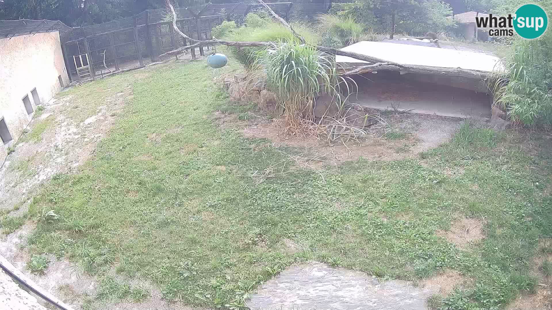 LION live Webcam in Ljubljana Zoo – Slovenia