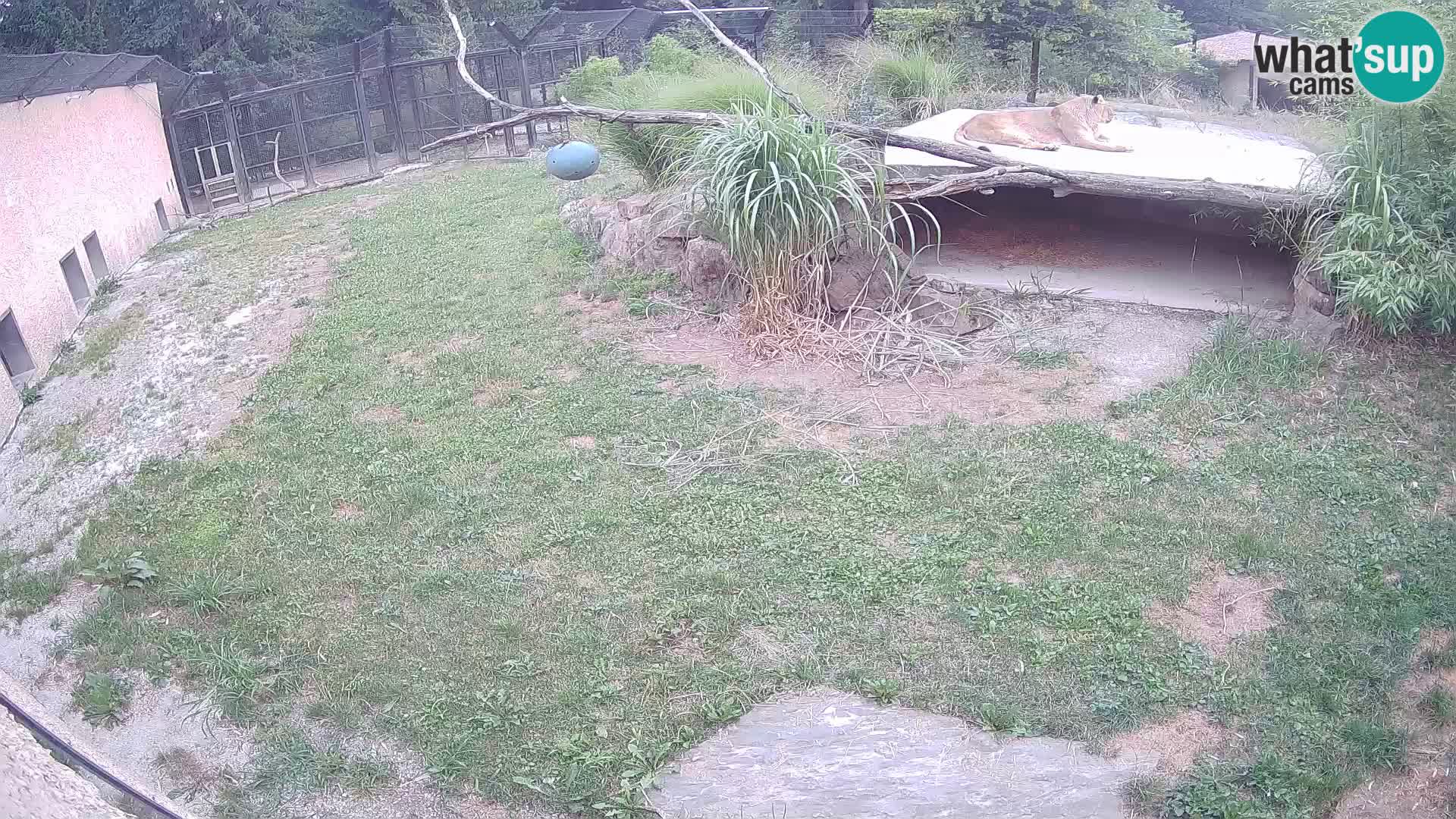 LEVI spletna kamera v živalskem vrtu Ljubljana Zoo