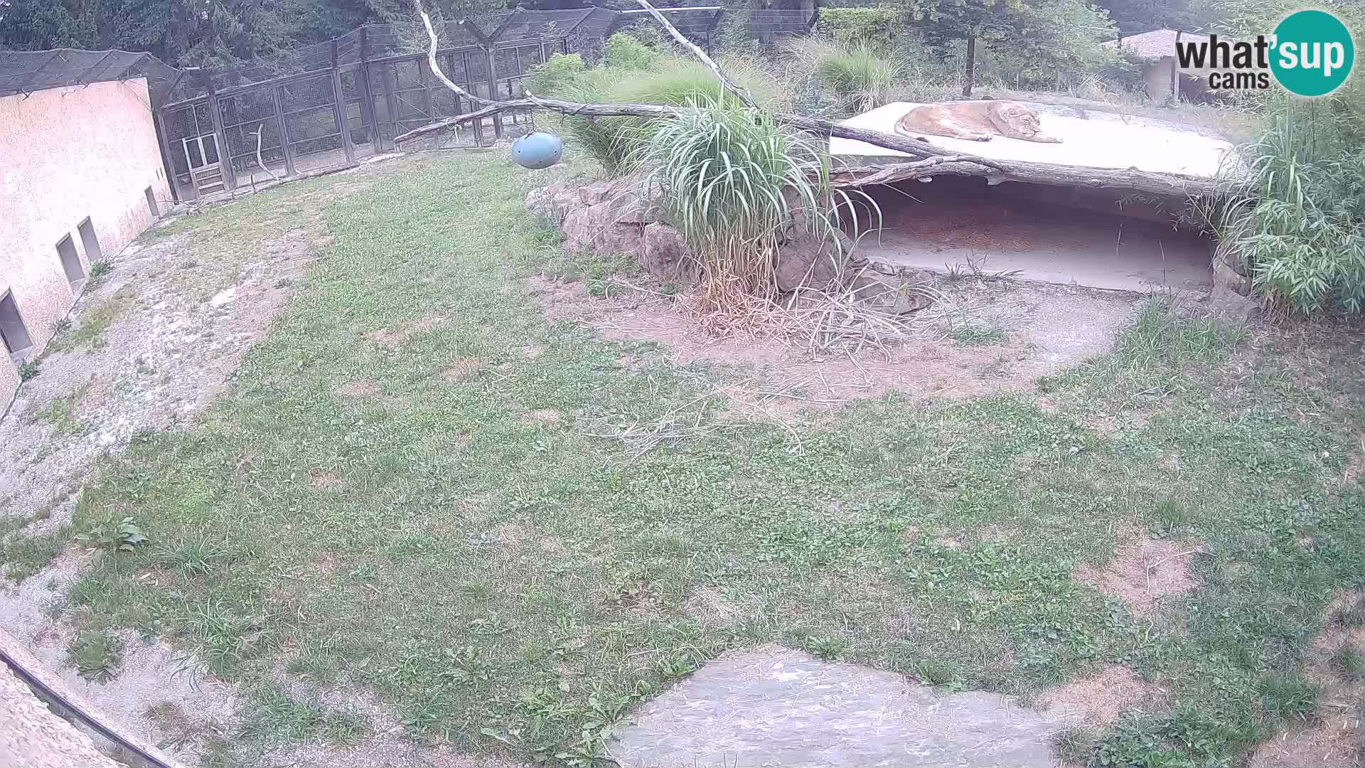 LEON Webcam en vivo en Ljubljana Zoo – Eslovenia