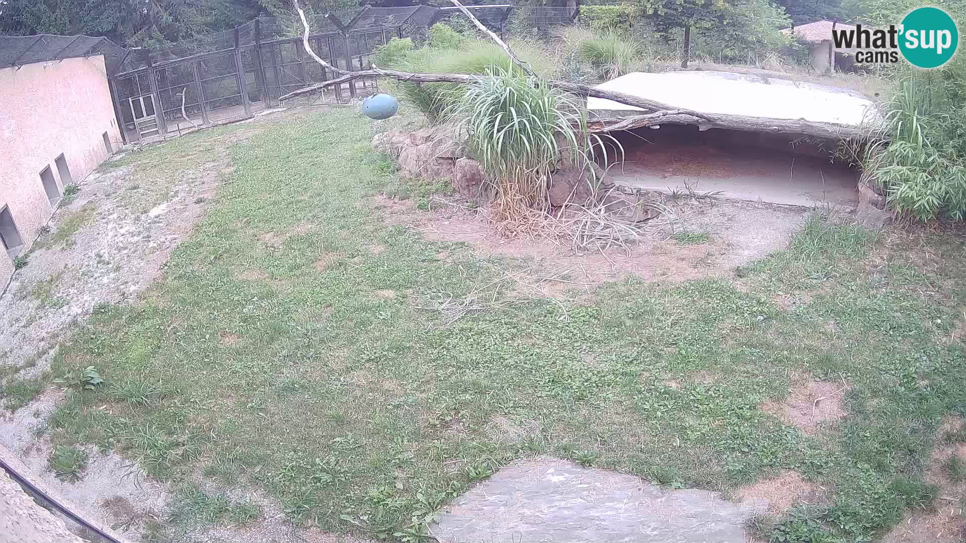 LION webcam en direct du zoo de Ljubljana – Slovénie