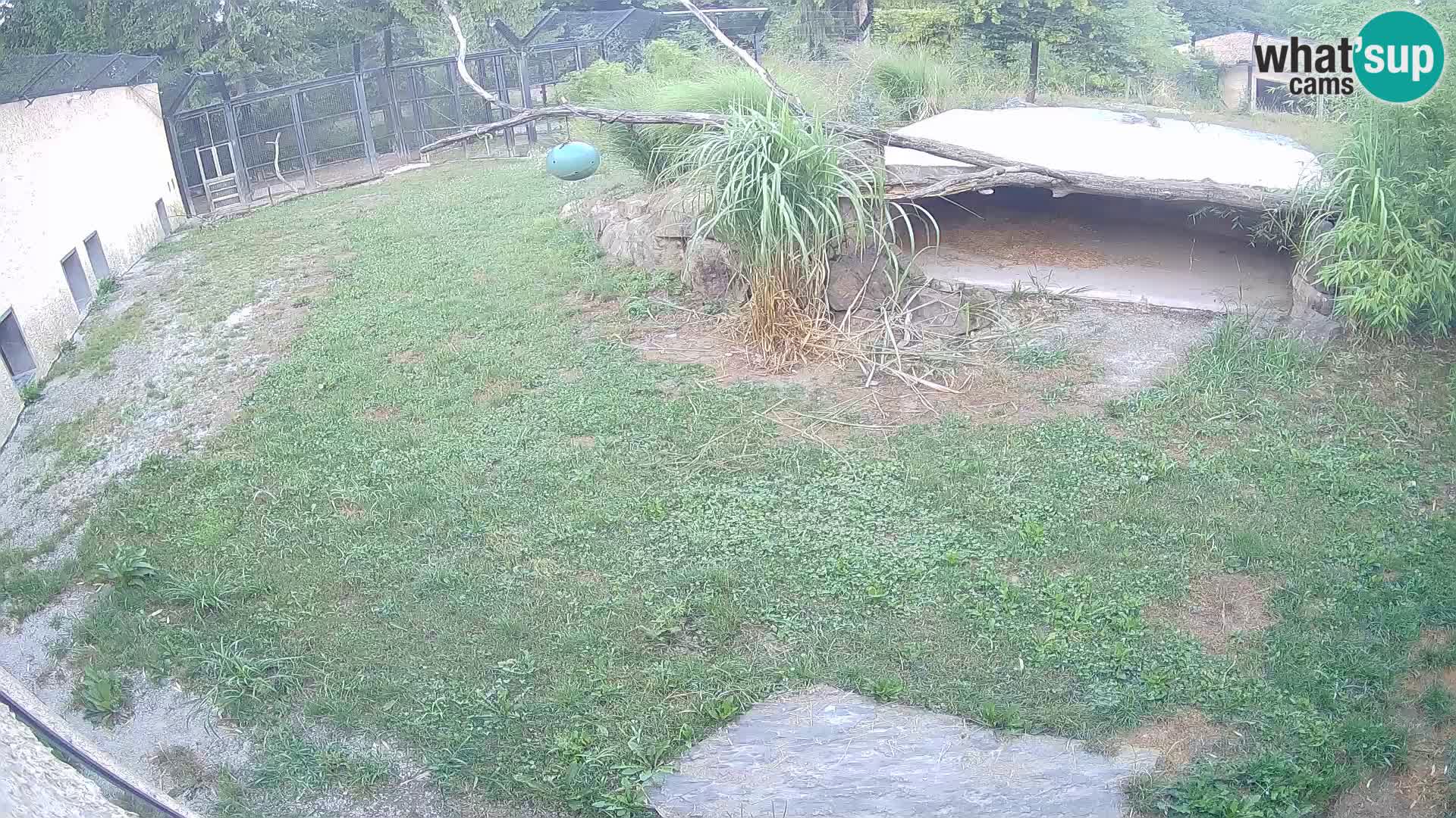LEON Webcam en vivo en Ljubljana Zoo – Eslovenia