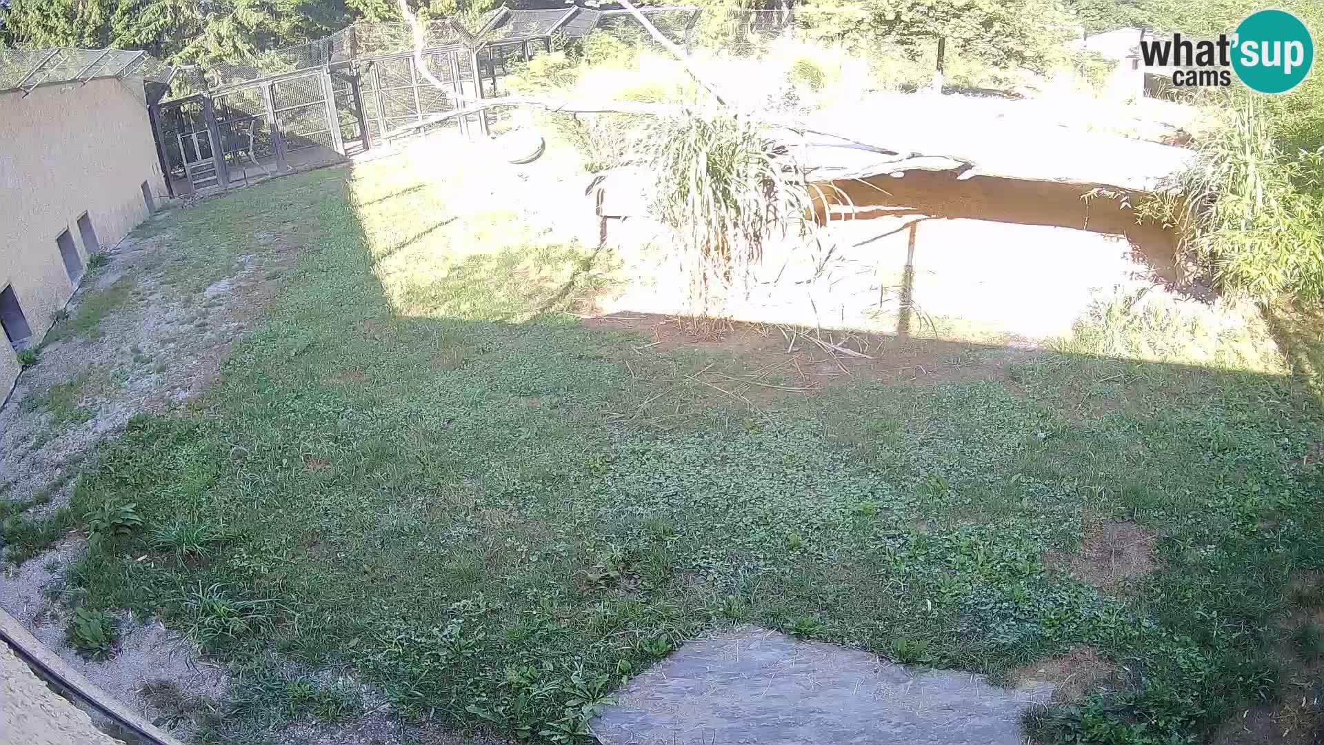 LEVI spletna kamera v živalskem vrtu Ljubljana Zoo