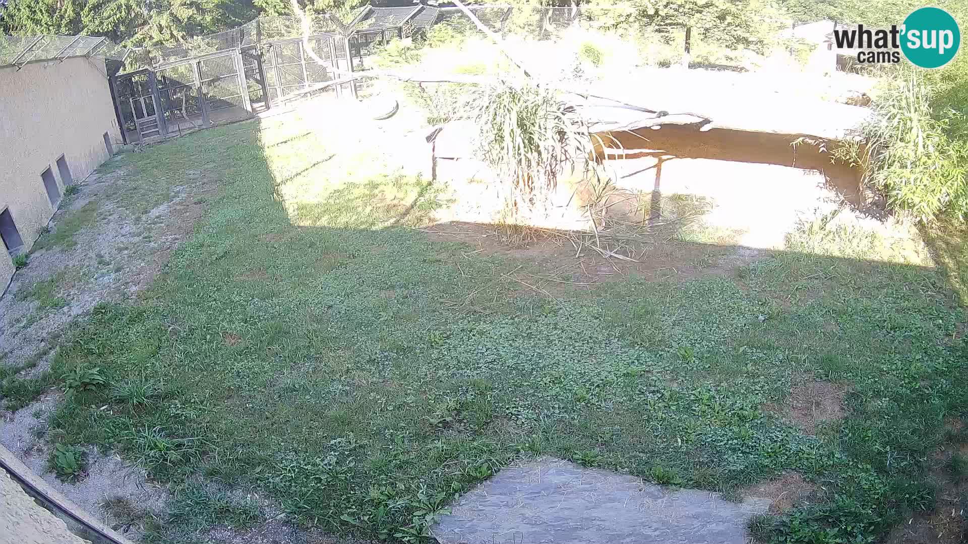 LION webcam en direct du zoo de Ljubljana – Slovénie