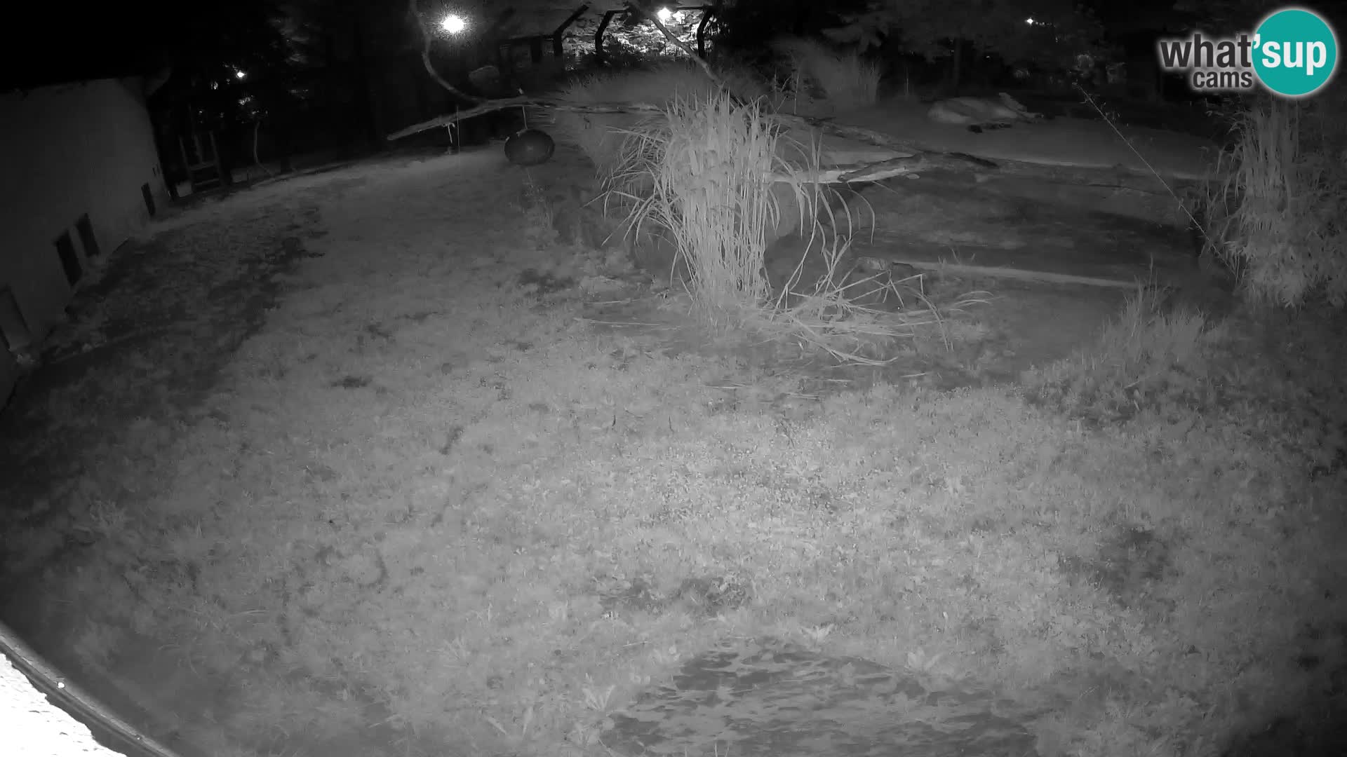 LION live Webcam in Ljubljana Zoo – Slovenia