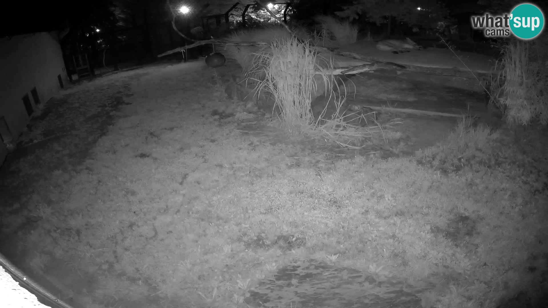 Löwe live Webcam im Zoo von Ljubljana – Slowenien