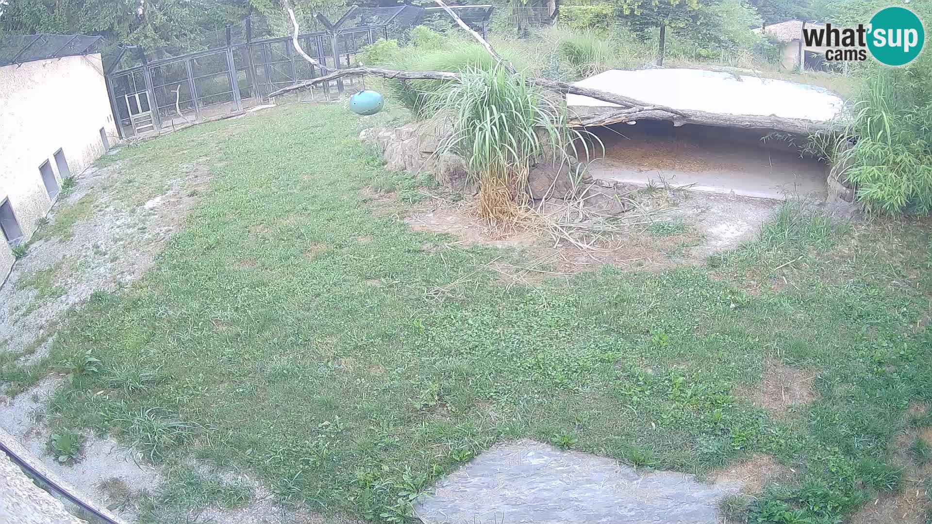 LION webcam en direct du zoo de Ljubljana – Slovénie