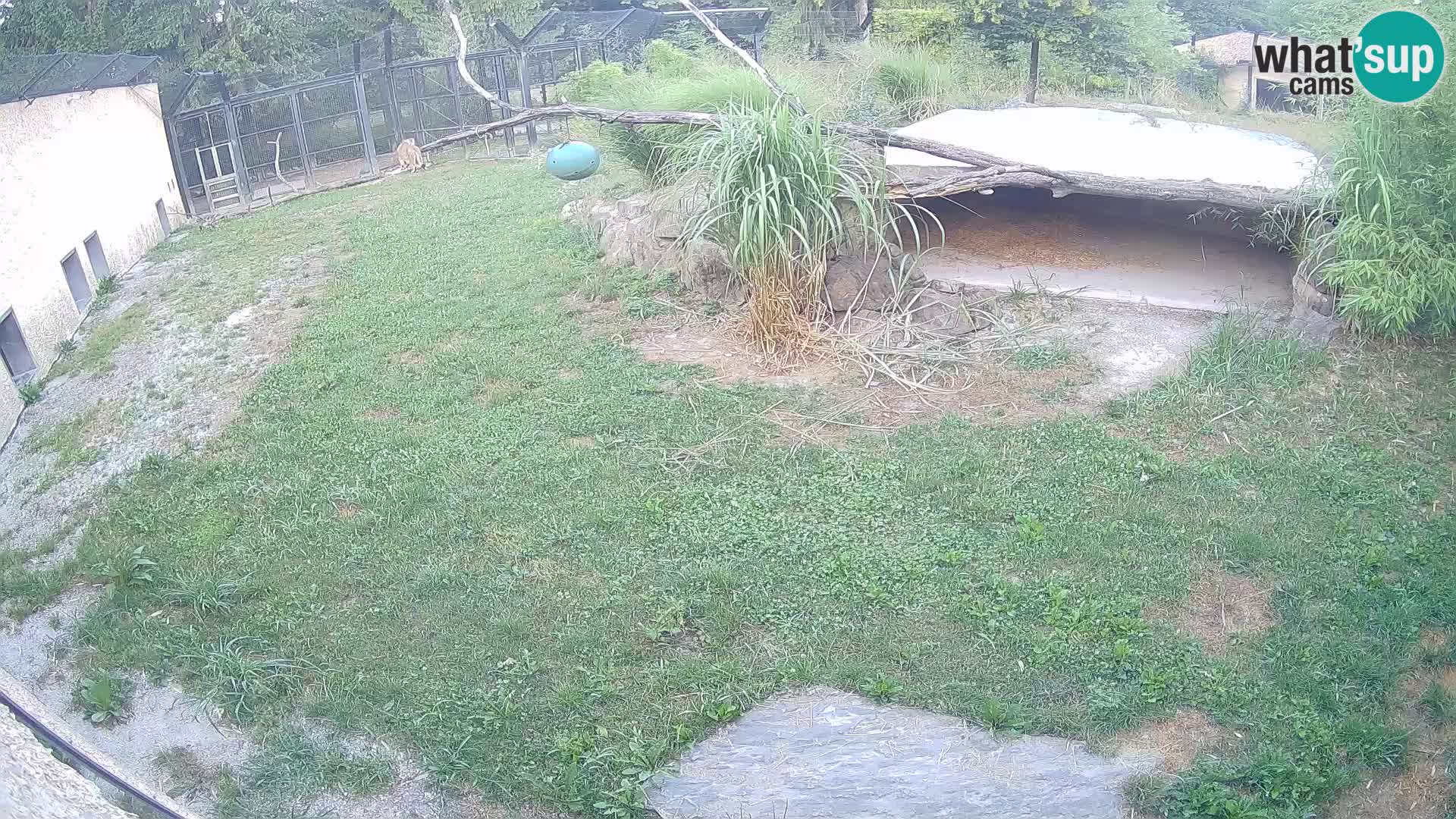 Lavovi web kamera uživo u ljubljanskom zoološkom vrtu – Slovenija