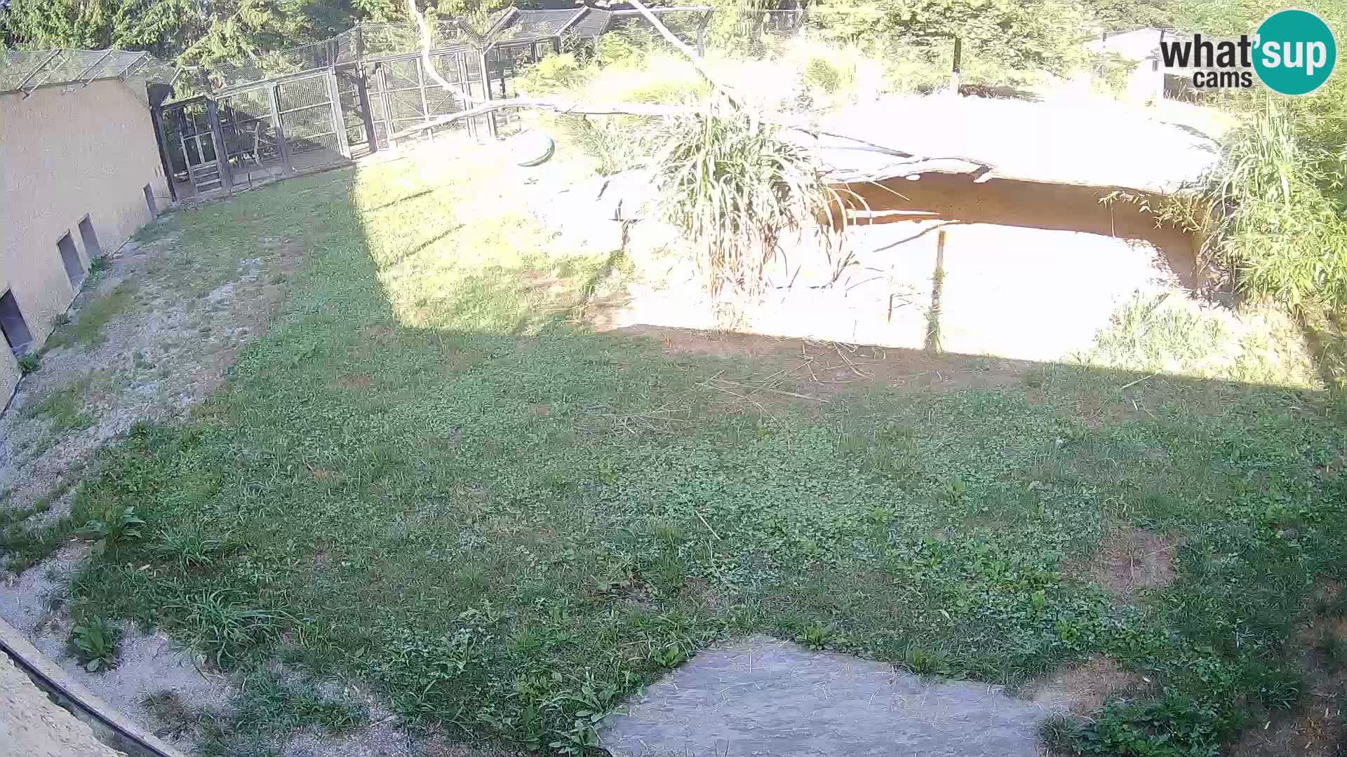 LION live Webcam in Ljubljana Zoo – Slovenia